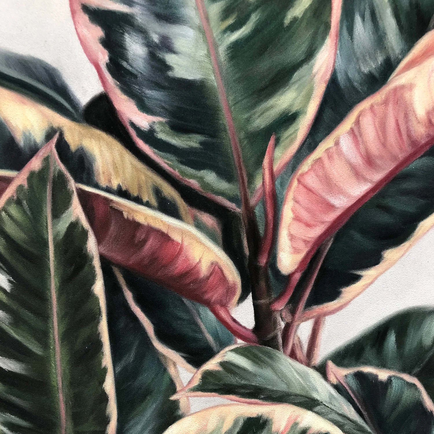 Ficus-1-c.jpg