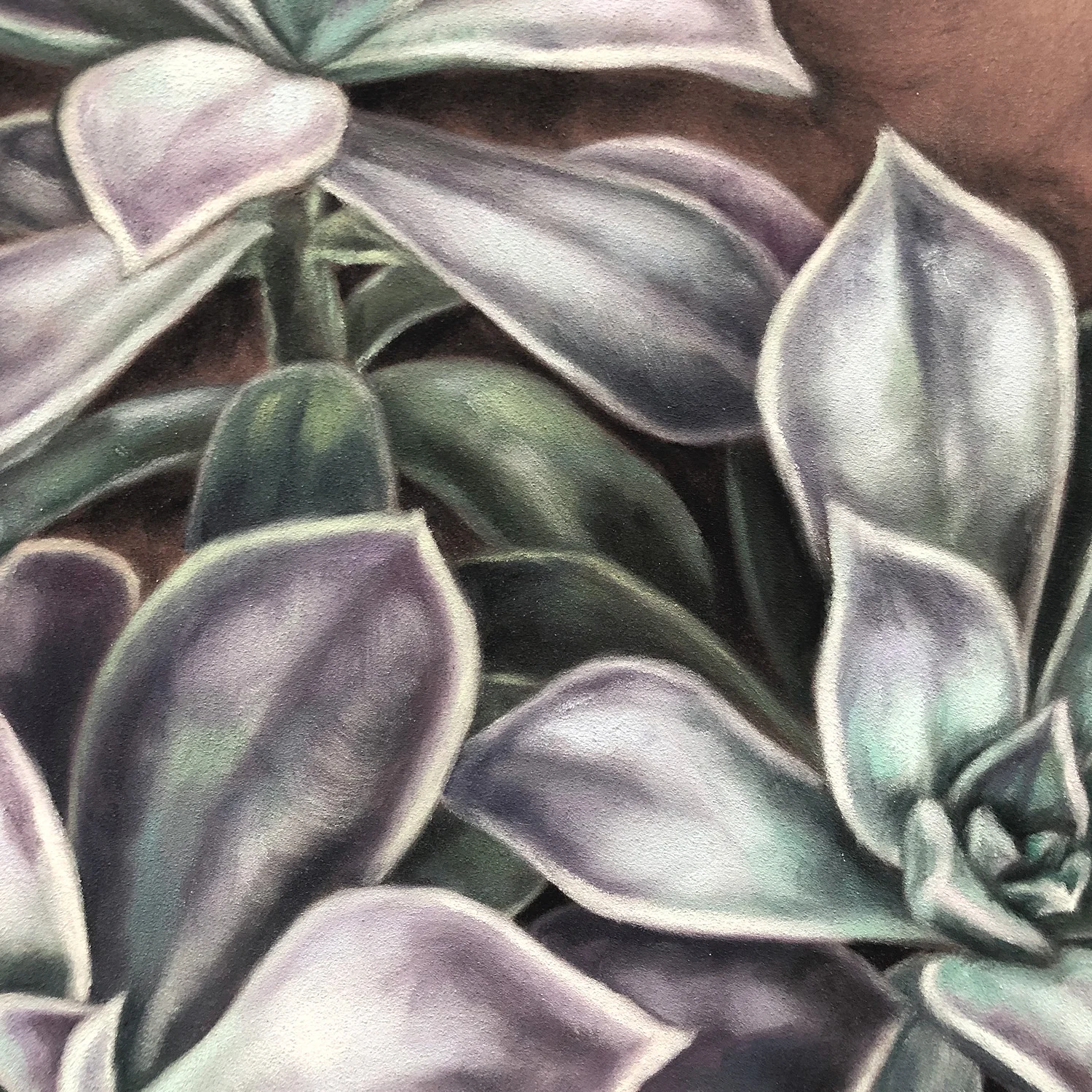 Succulents-1-c.jpg