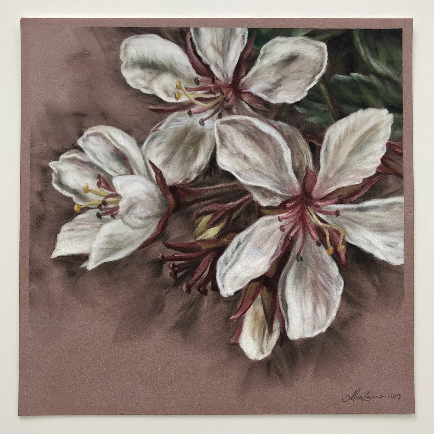 Indian-Hawthorn-a.jpg