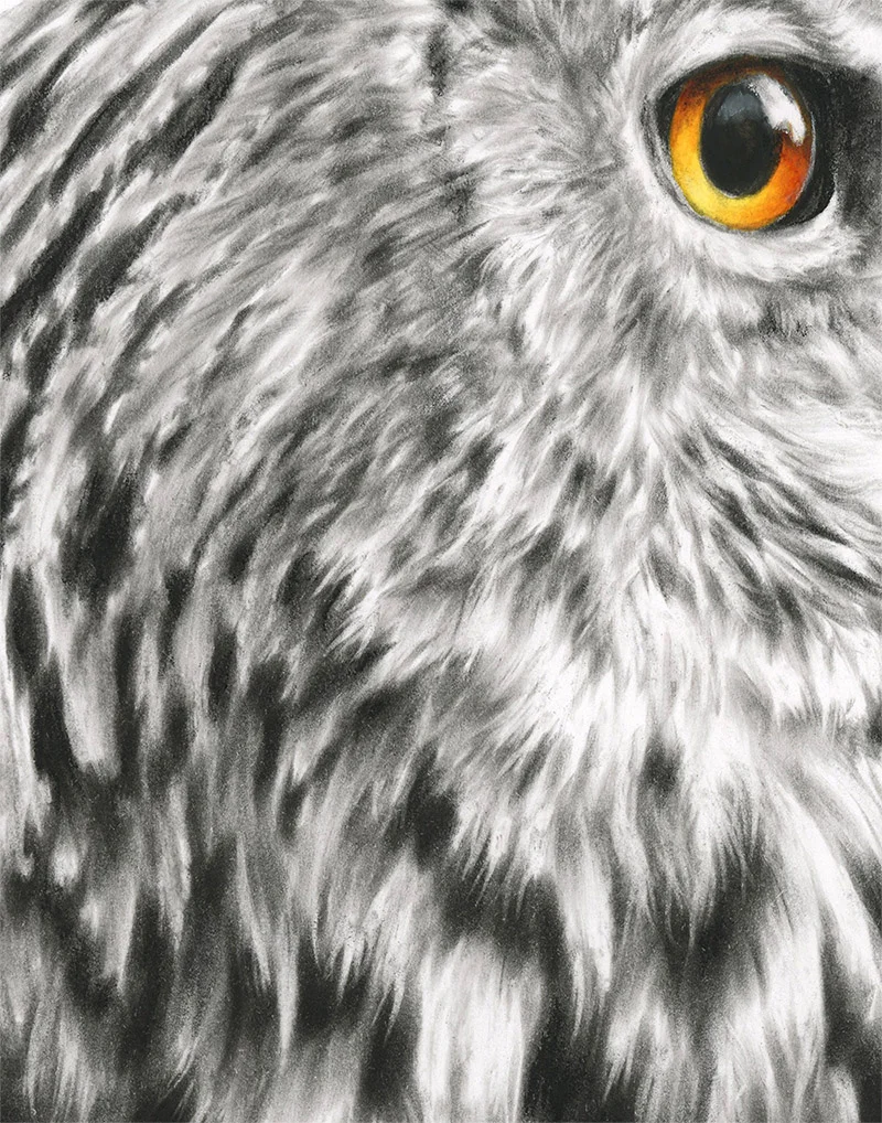 Ch-EagleOwl-3.jpg