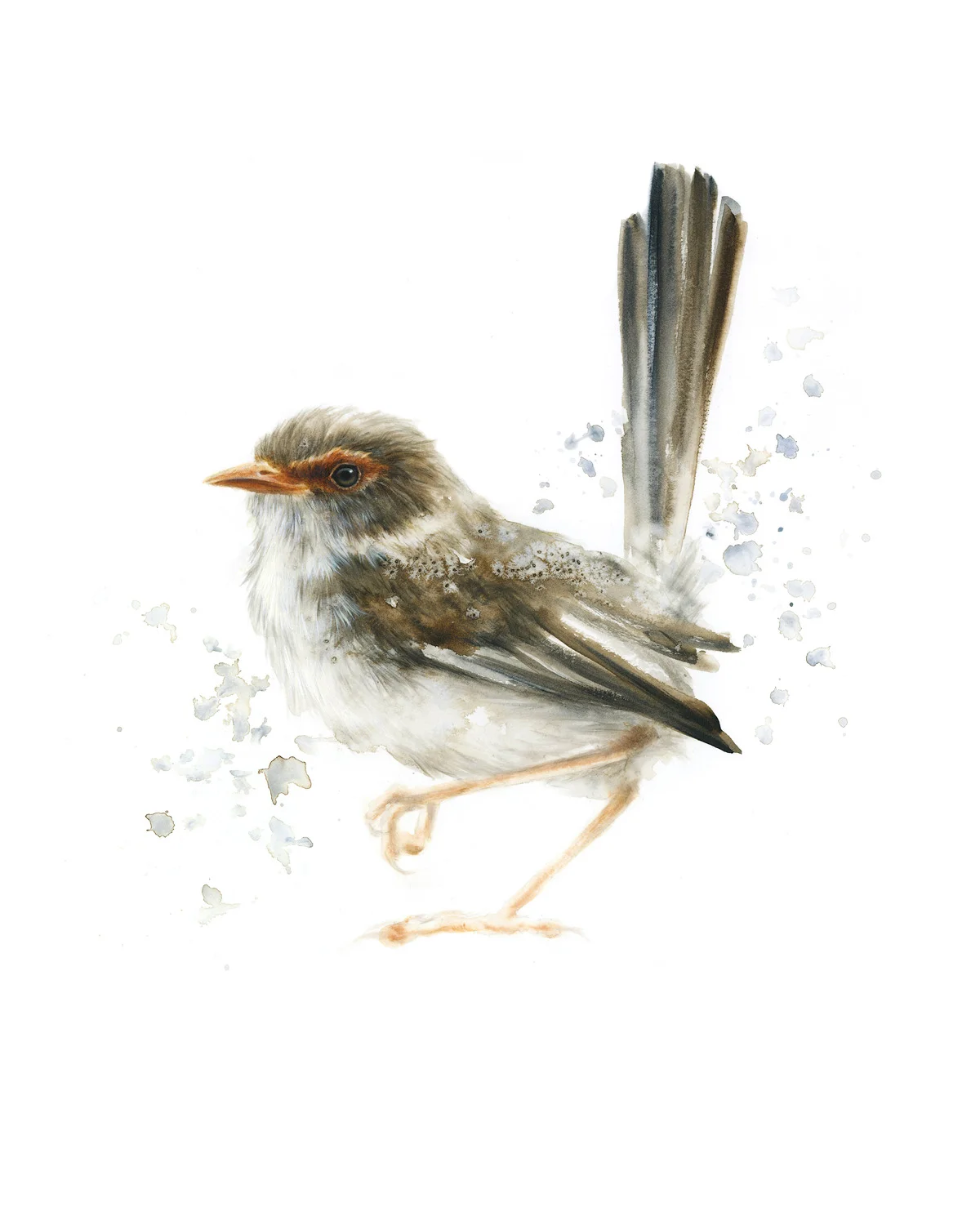 19-05-Fairywren.jpg