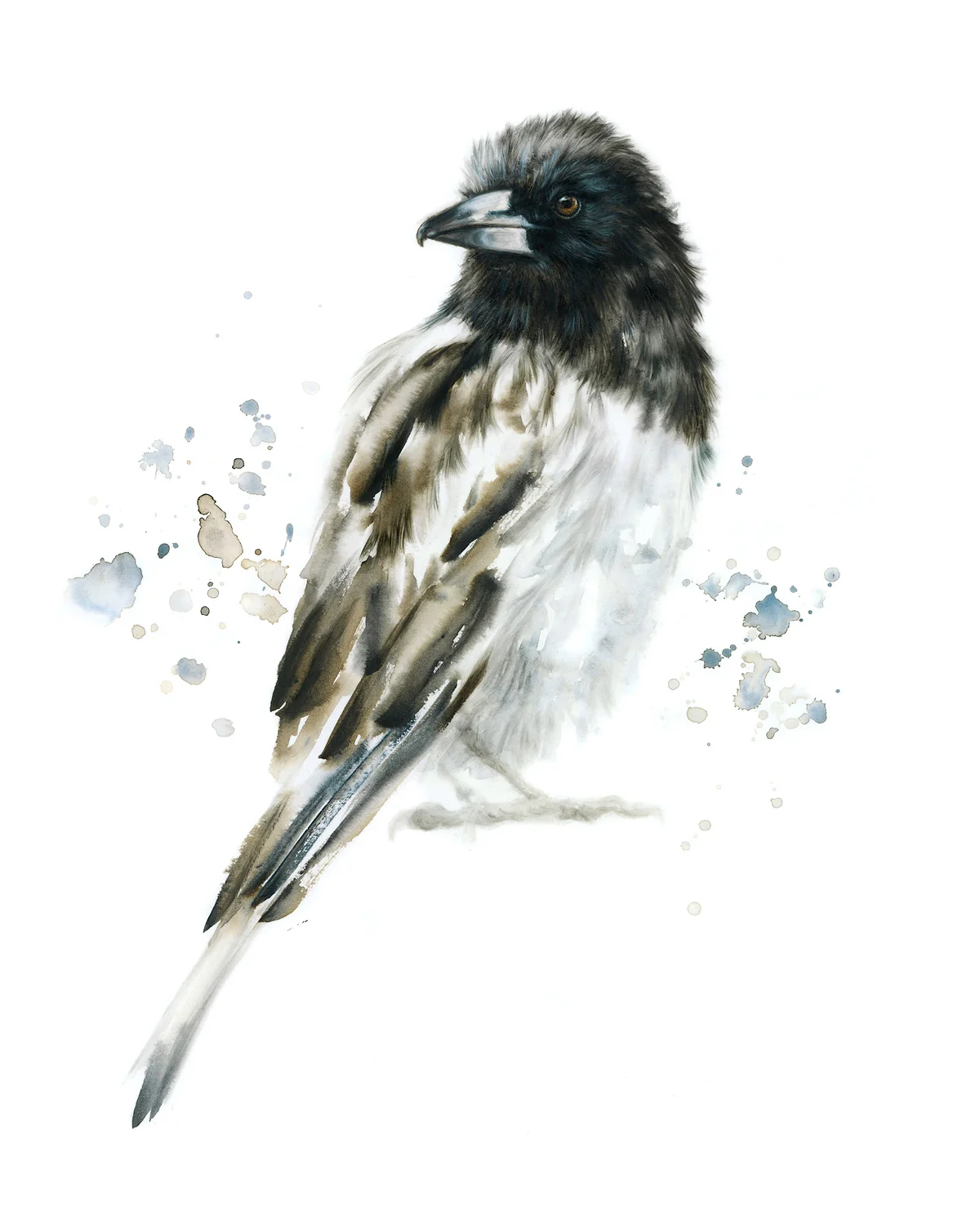 19-06-Butcherbird.jpg