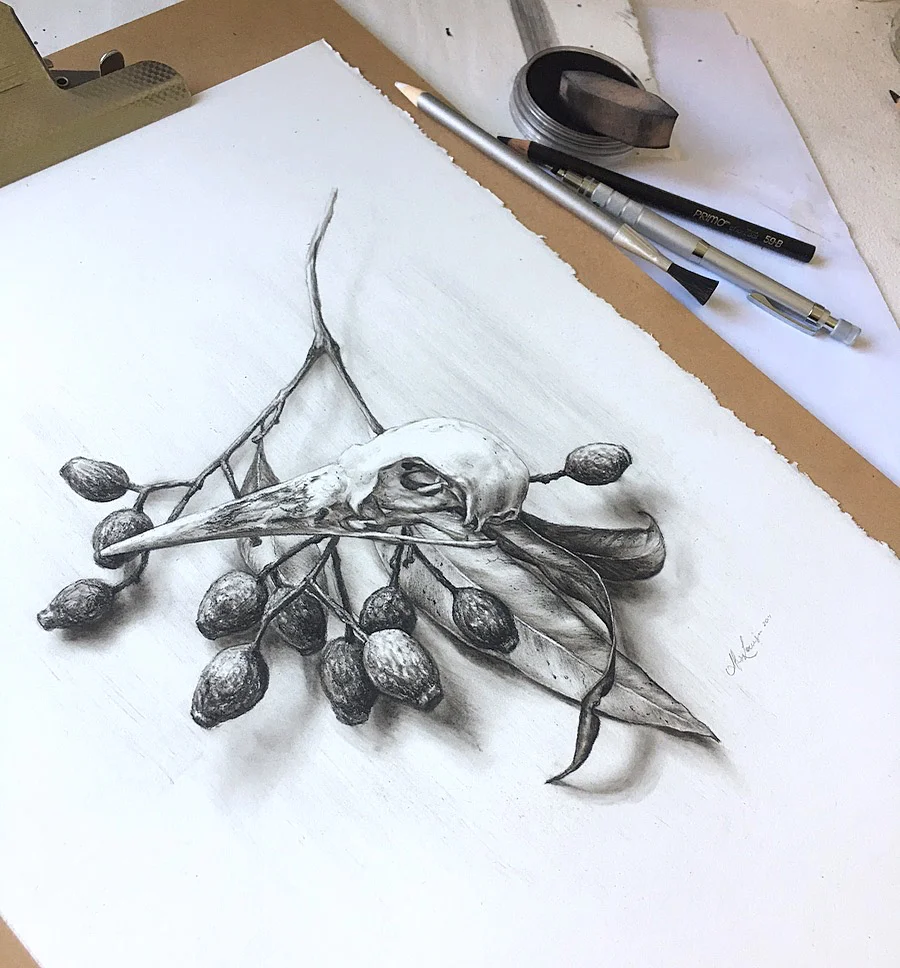 Fragments (Study)_Alex Louisa_Charcoal on paper-WIP.jpg