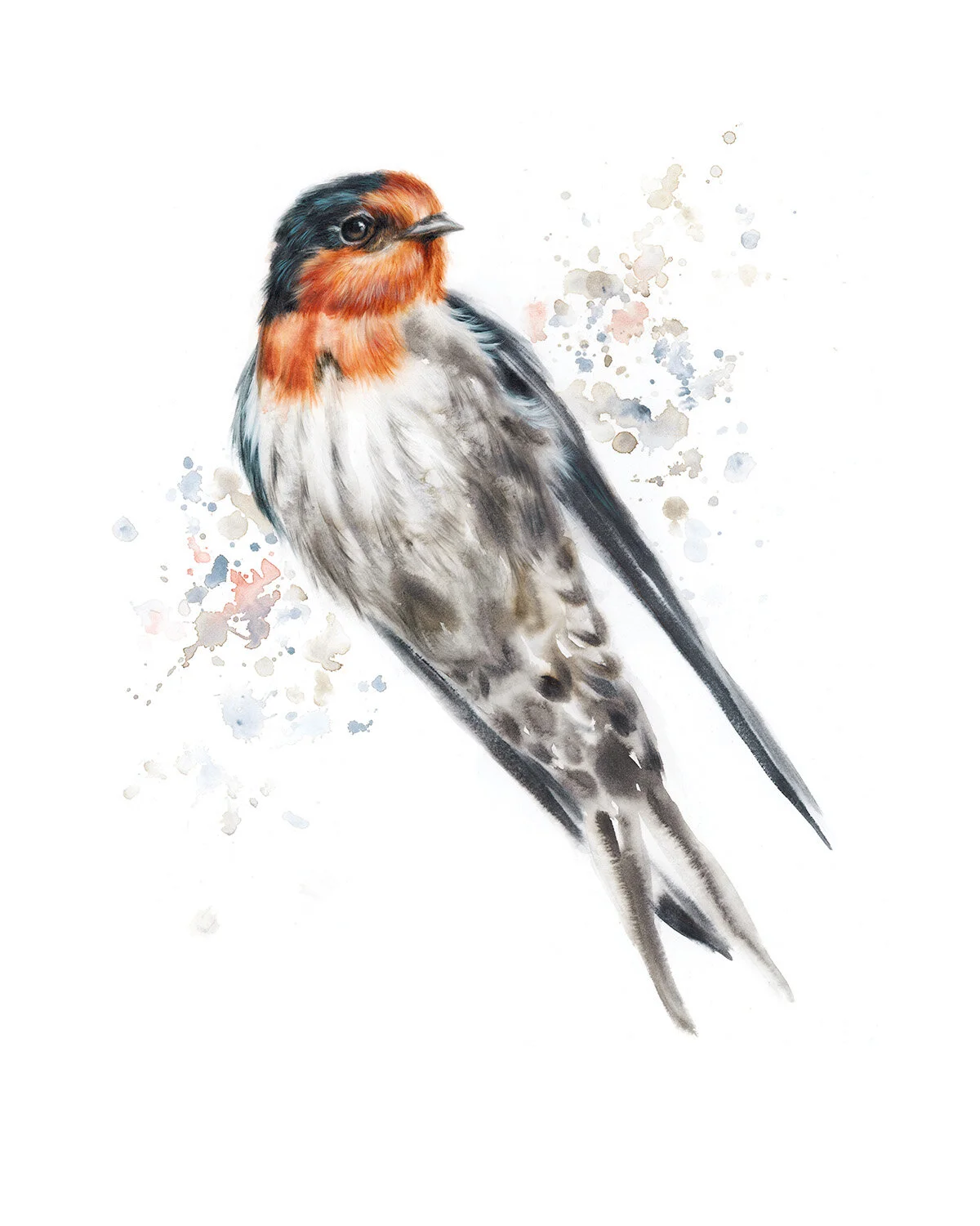 19-08-Swallow.jpg