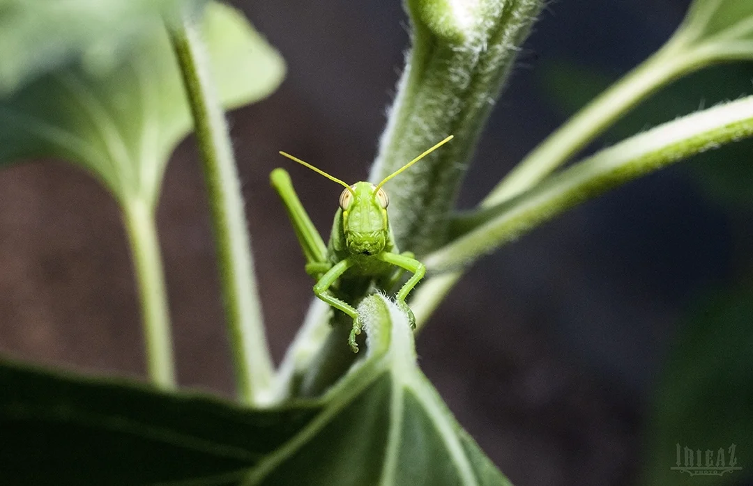 green giant irie.jpg