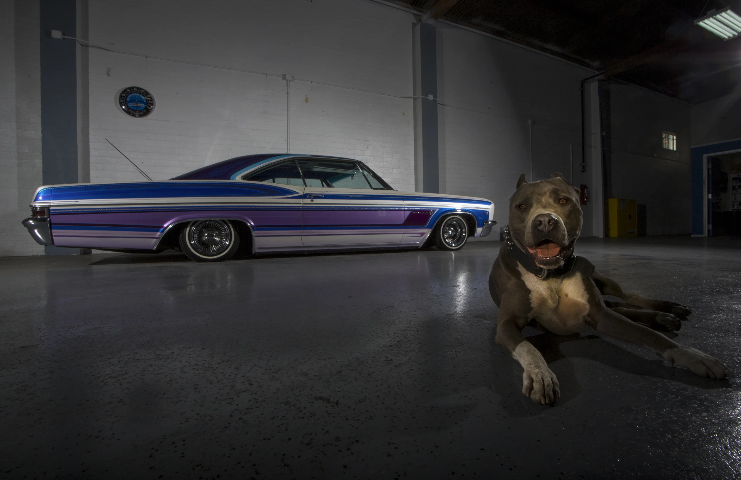 trigs impala print 11x17.jpg