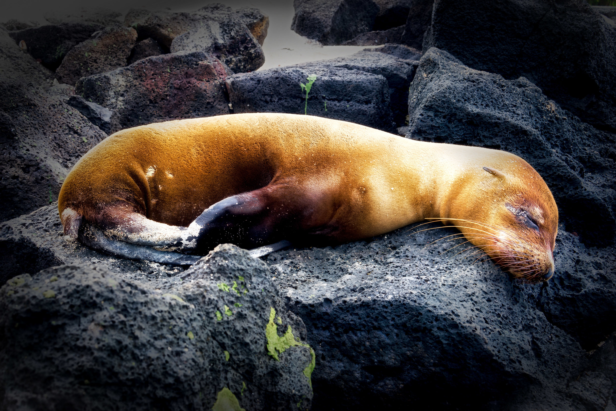 SANTA CRUZ, GALAPAGOS