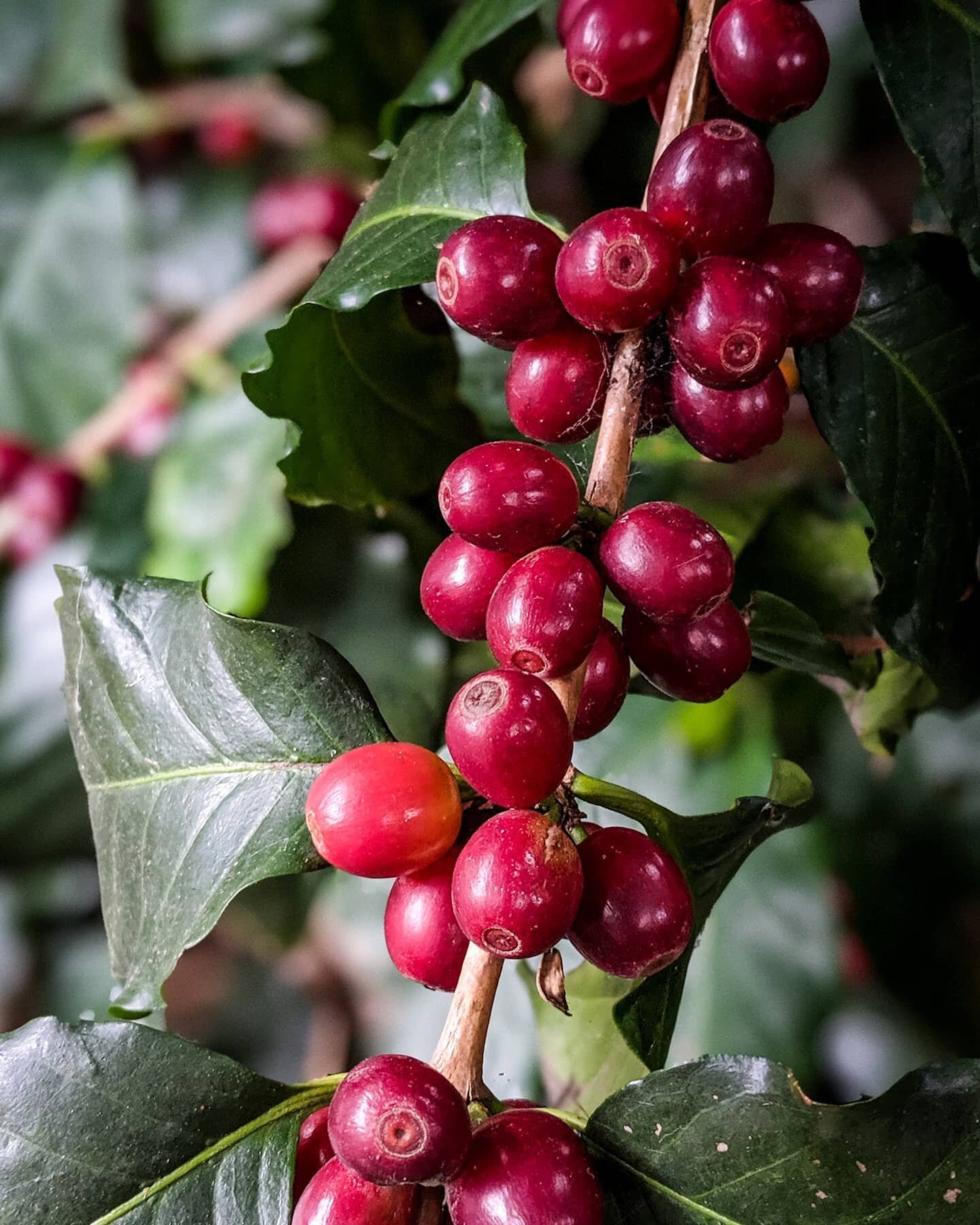 Backyard coffee beans 2019 harvest.