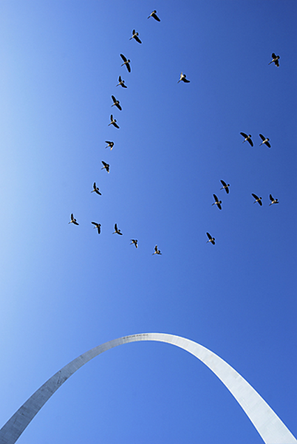 Birds_fly_by_St_Louis_Gateway_Arch_426.png