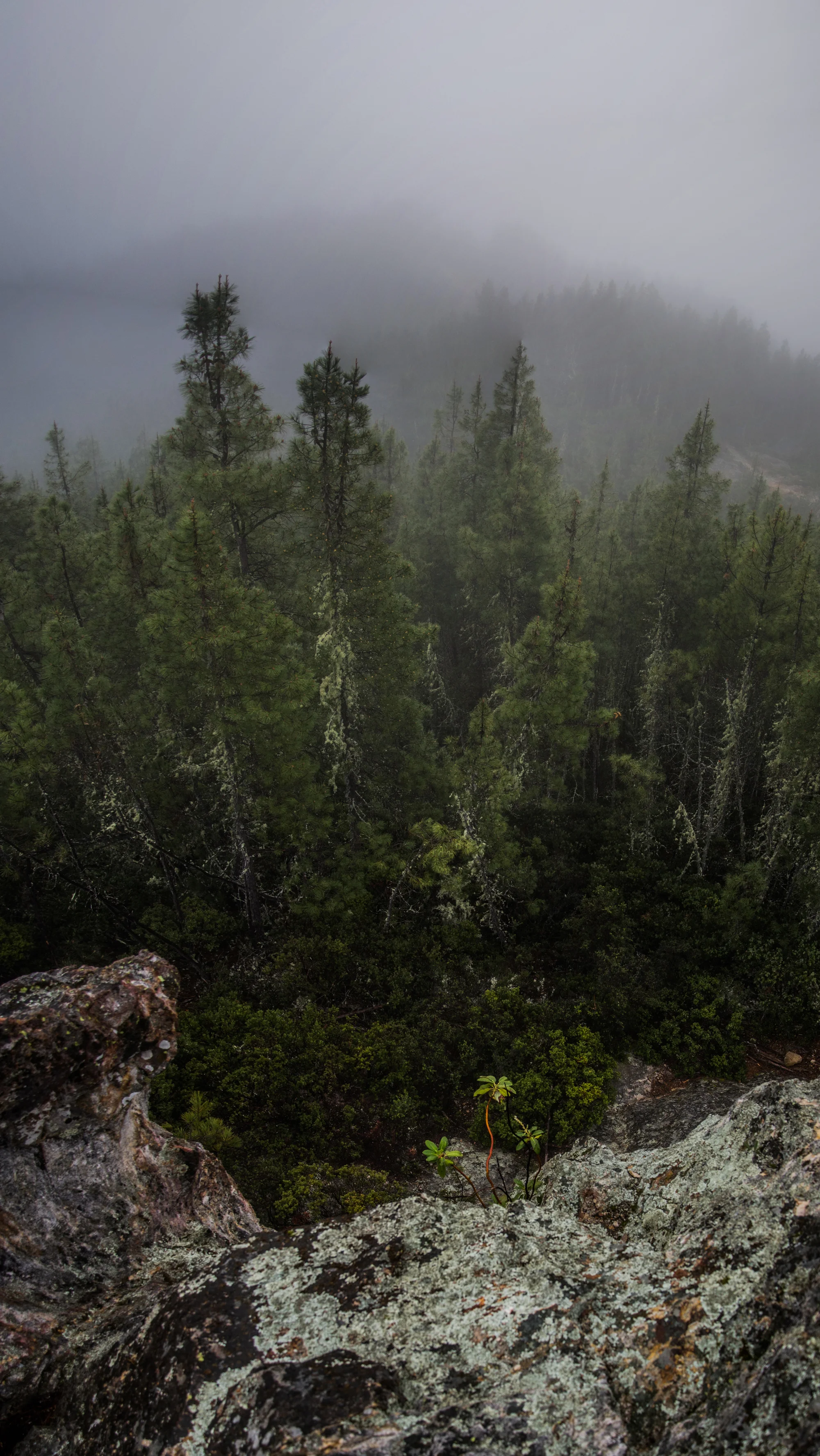 Big Basin Panorama.jpg
