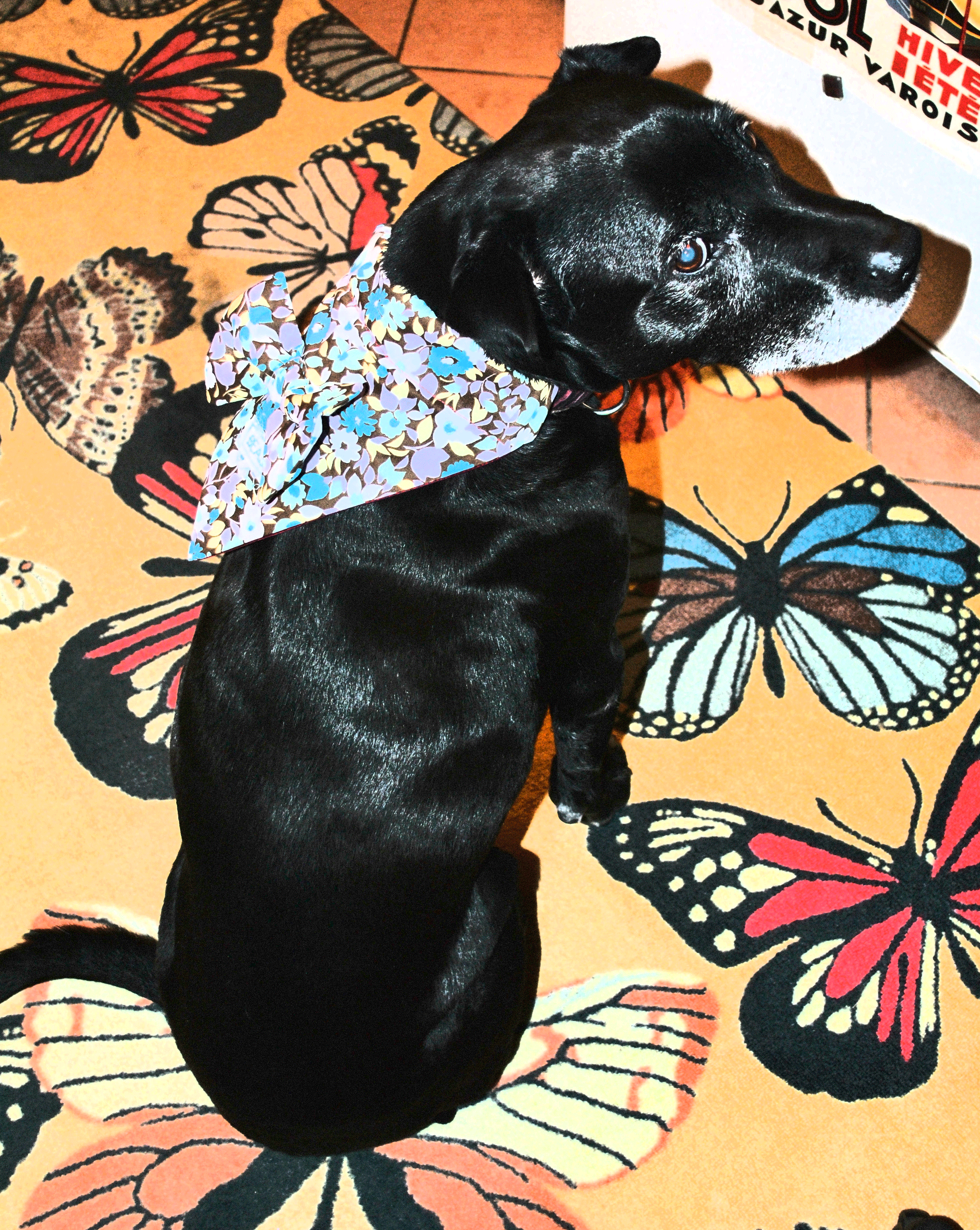 Apron-Collar-2.gif