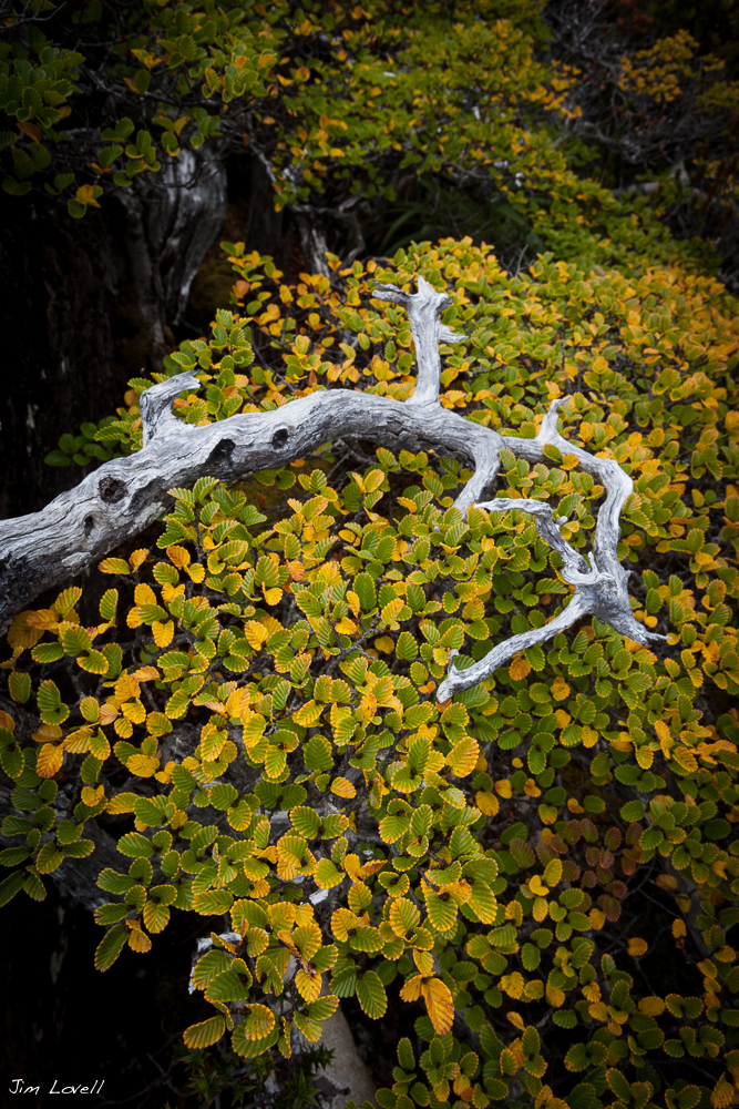 Fagus at Mt Field