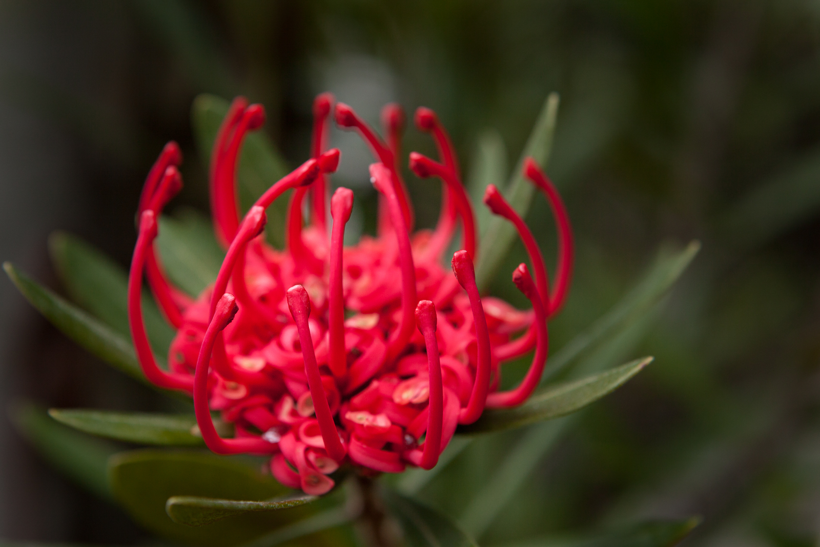 Waratah, Mt Wellington, Tasmania