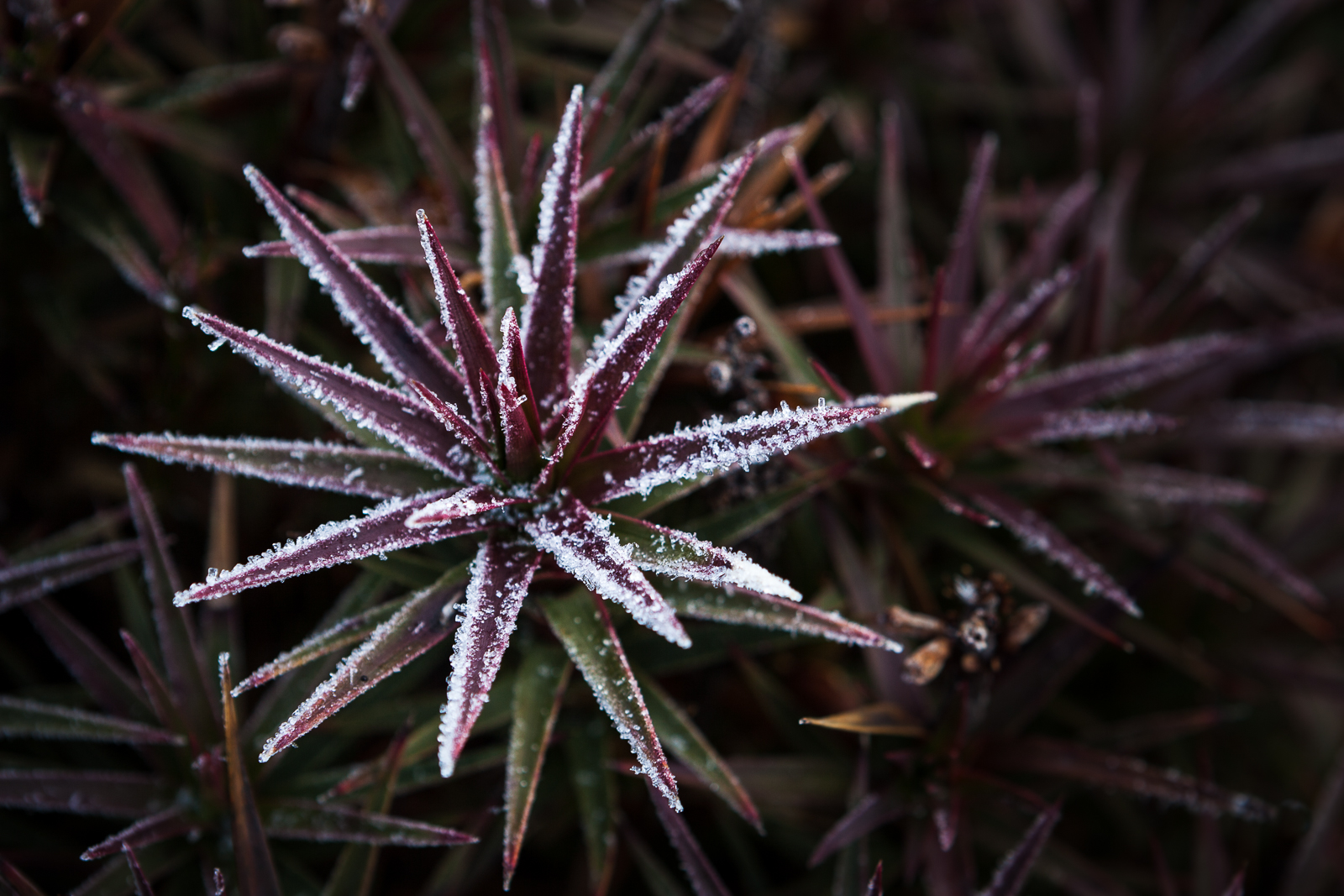 Icy Richea Scoparia, Mt Wellington, Tasmania