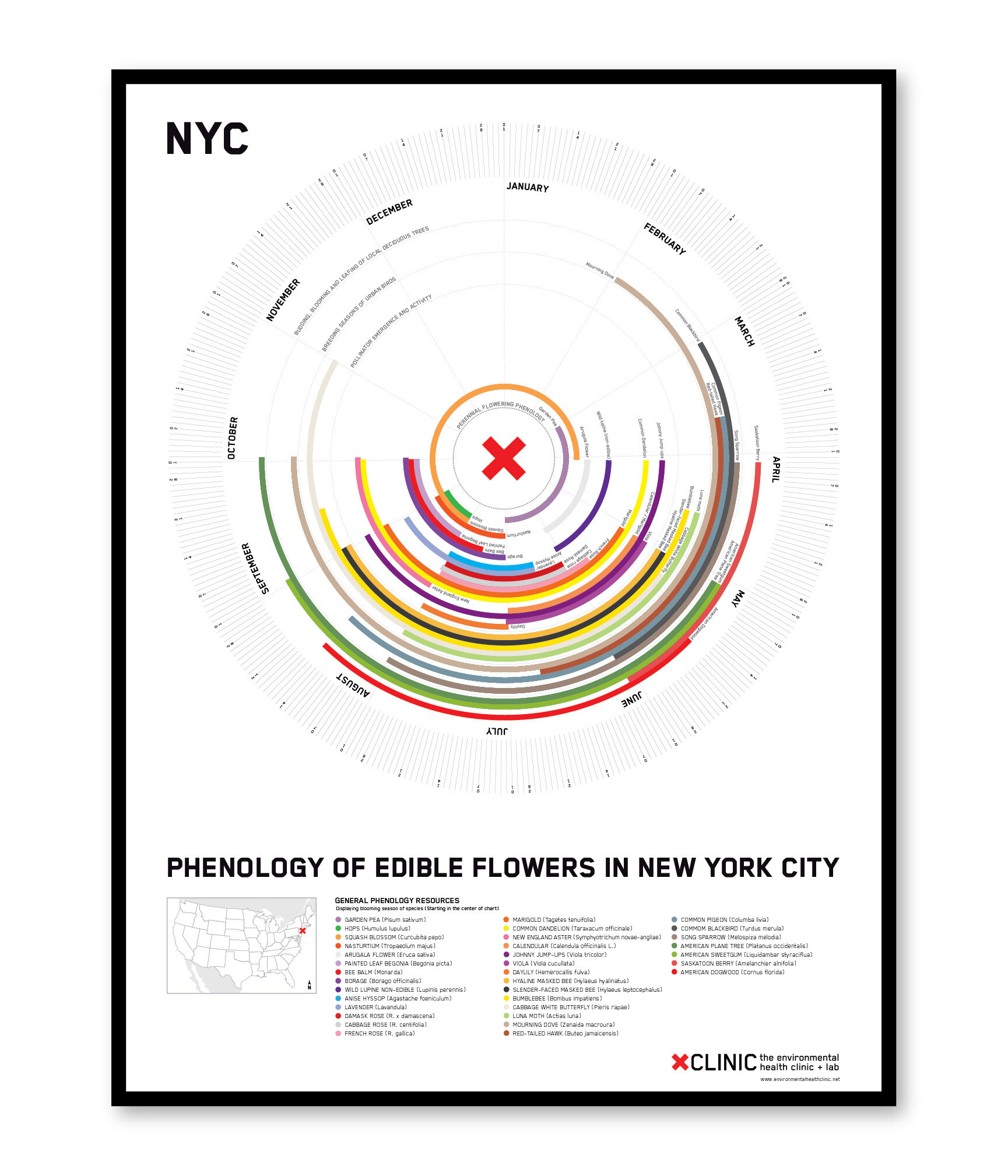 *NYC+-+Phen+Clock+-+edible+flowers-04.jpg