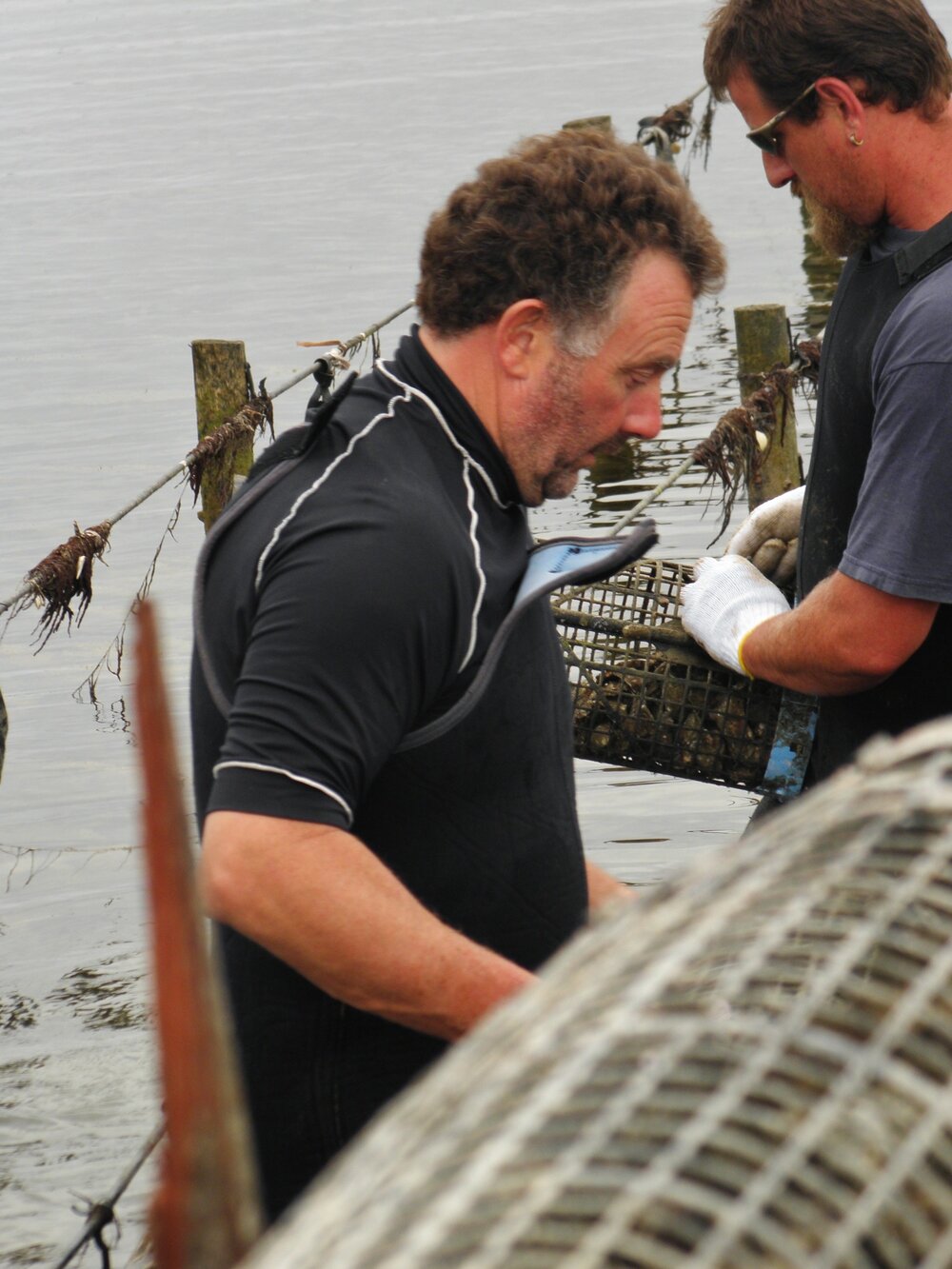 oyster+boys+13+Jan+2012+043.JPG