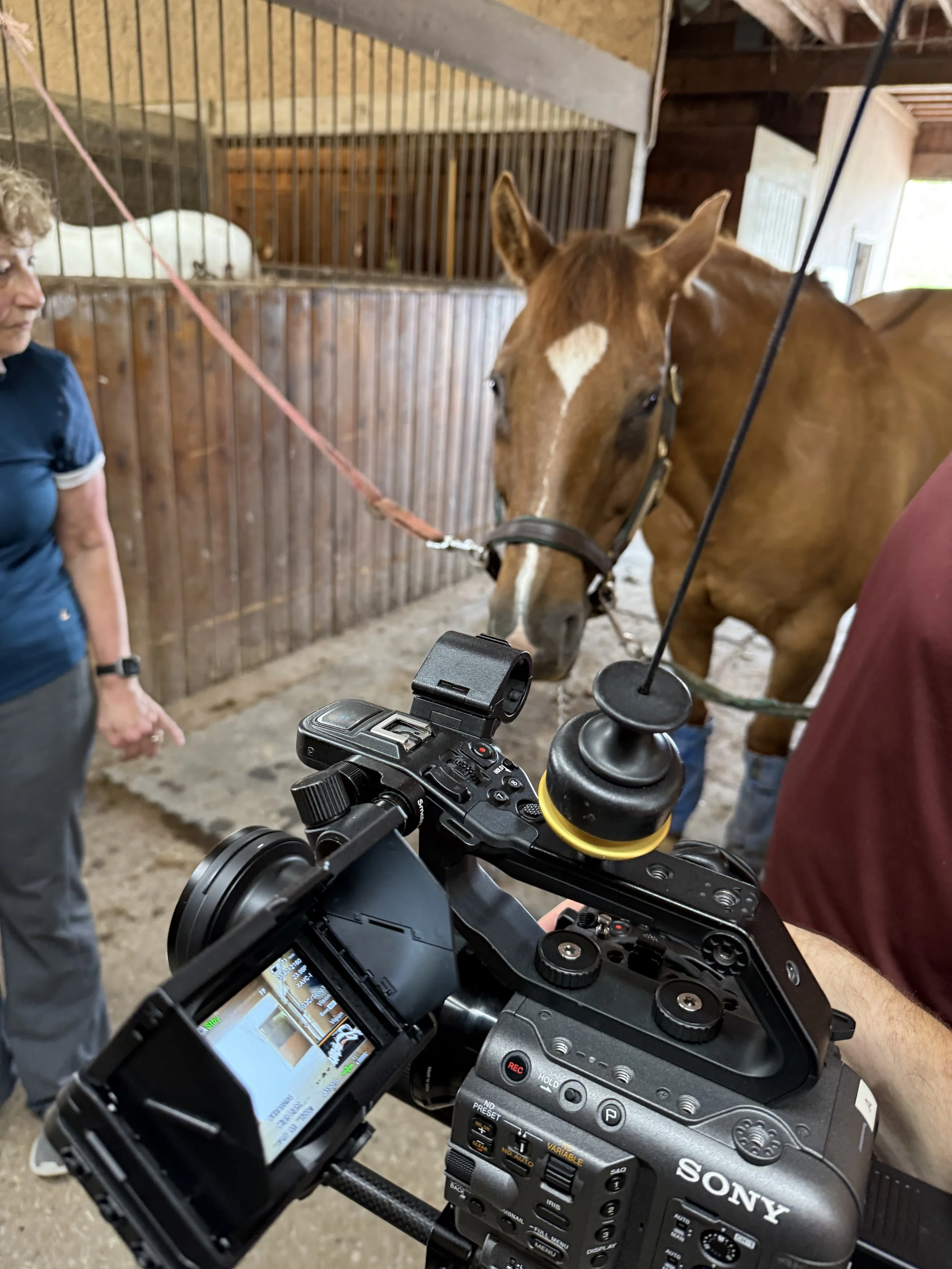 Horse Farm Shoot! 