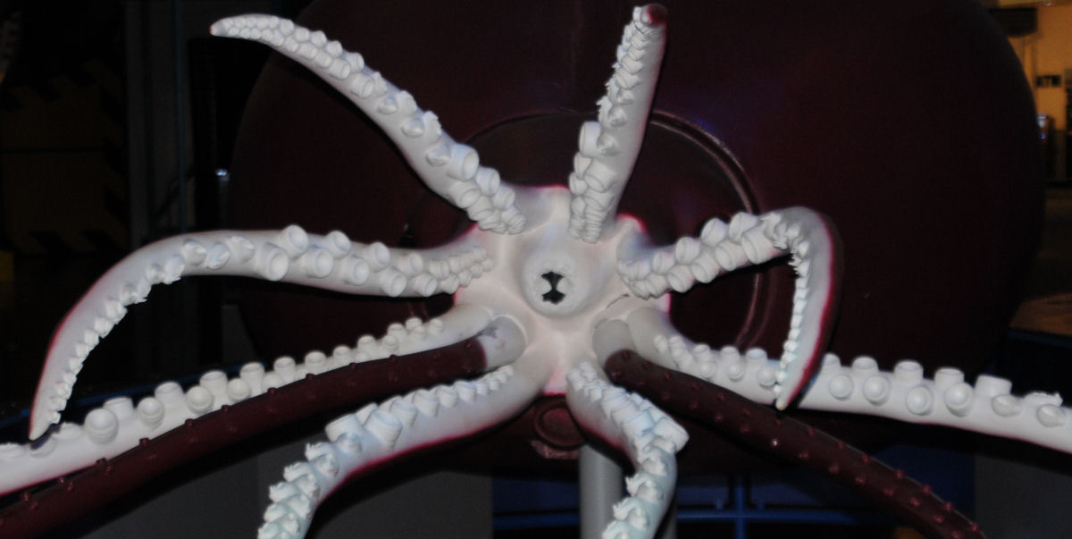 squid.jpg