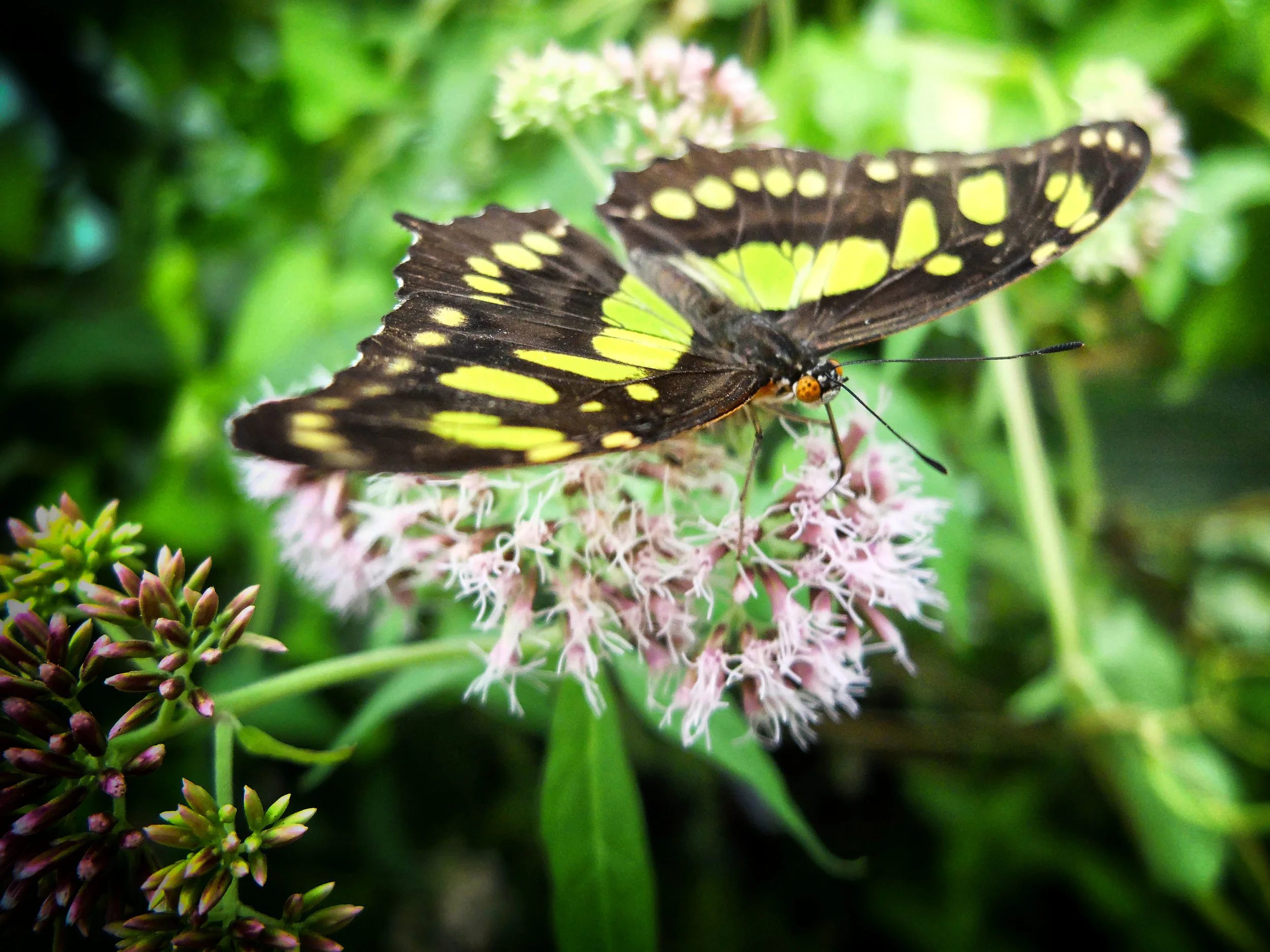 Butterfly .: