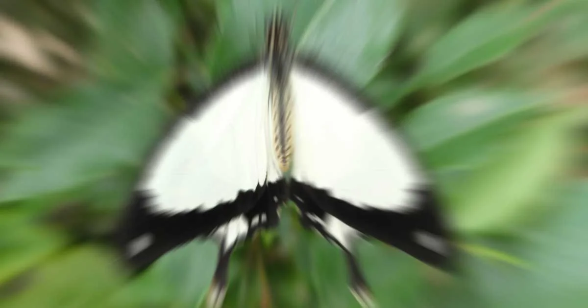 Squarespace CSS rollover effects triggered by character sequences in ALT tags