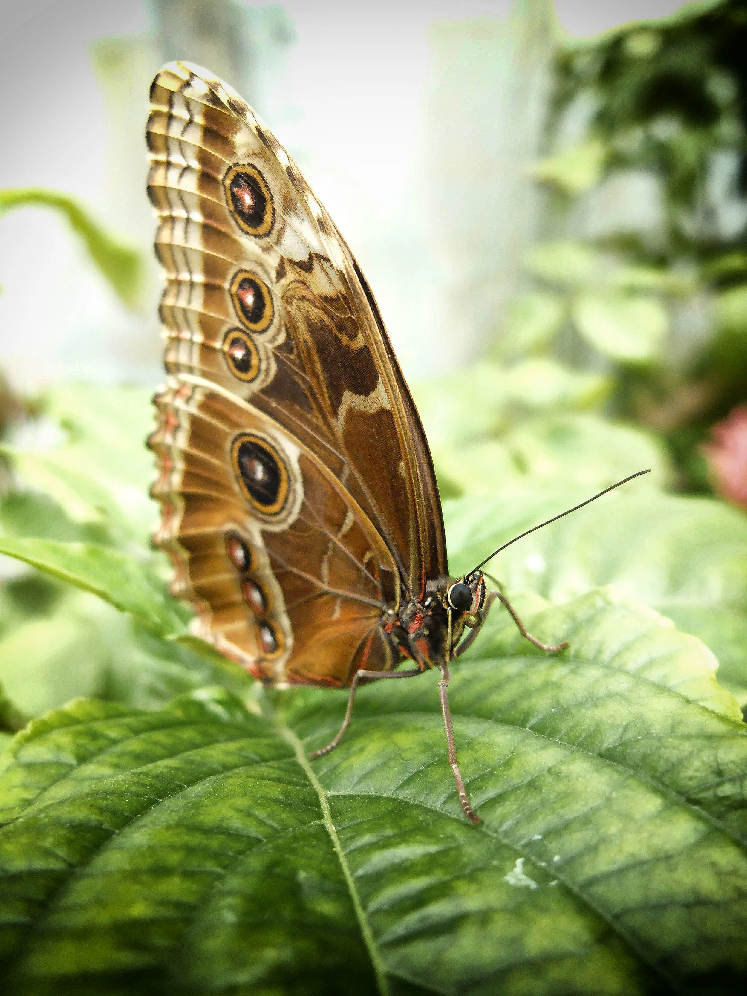 Butterfly ..