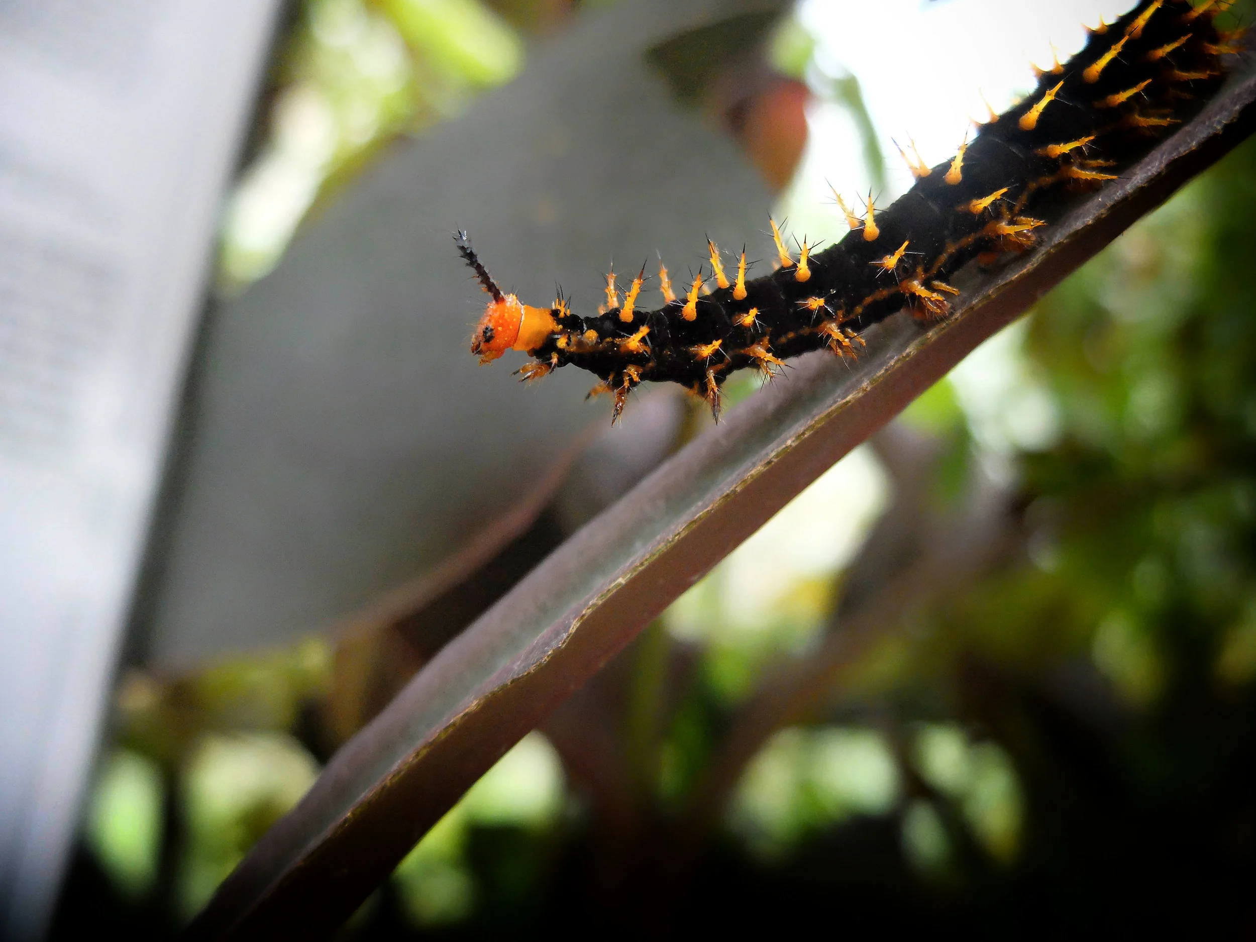 Butterfly .+