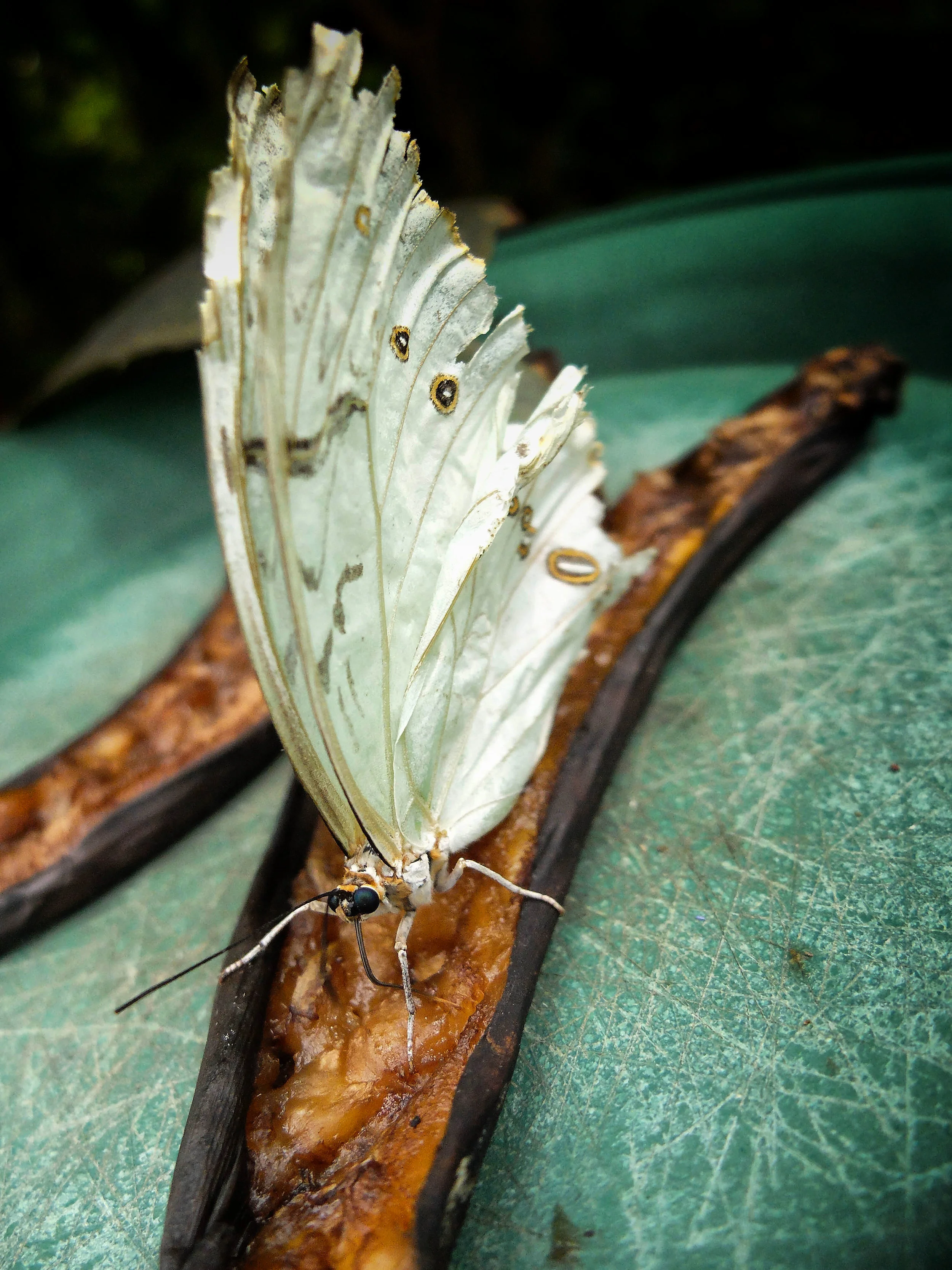 Butterfly ./