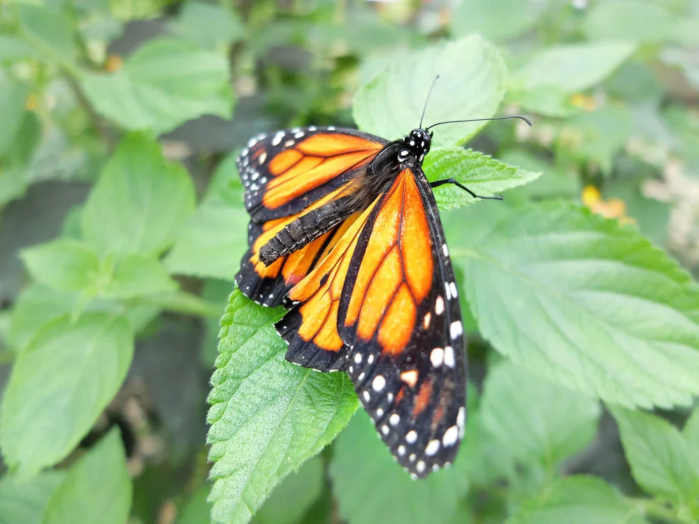 Butterfly .:
