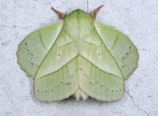 moth-leaf
