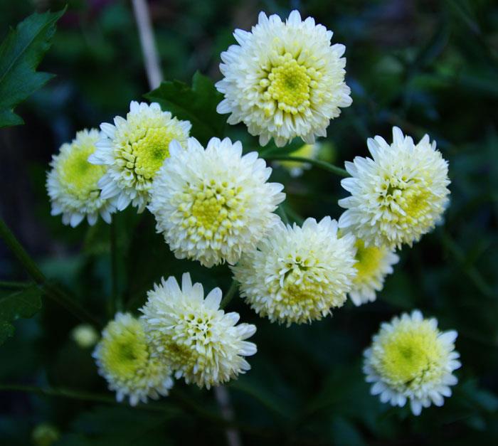 Ju-hua (Chrysanthemum morifolium)