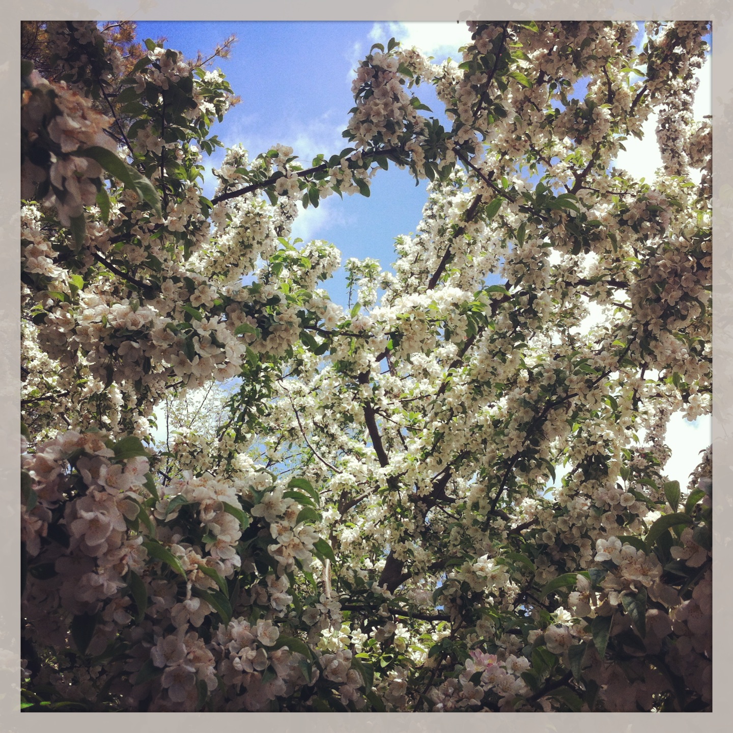 Cran-Apple Blossom Harrow