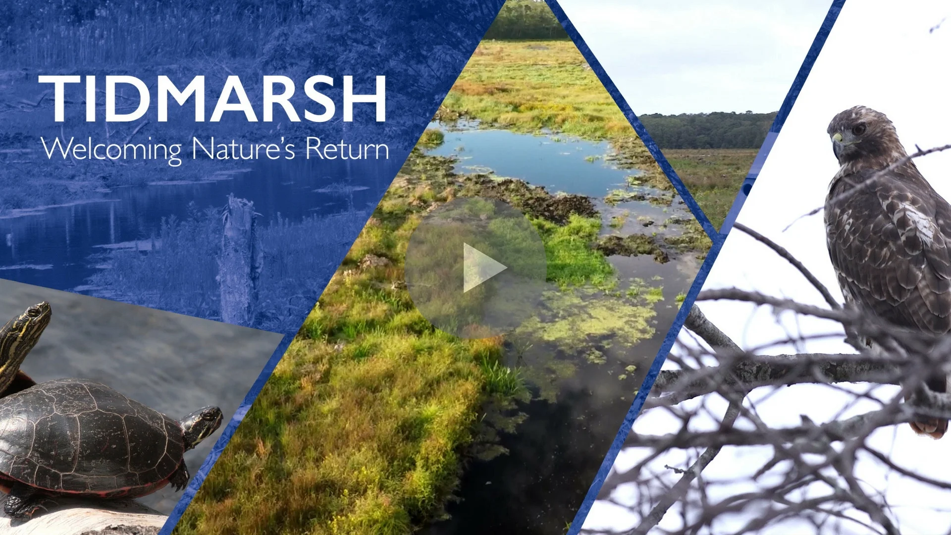 TIDMARSH: WELCOMING NATURE'S RETURN Produced for the Massachusetts Audubon Society, www.massaudubon.org 