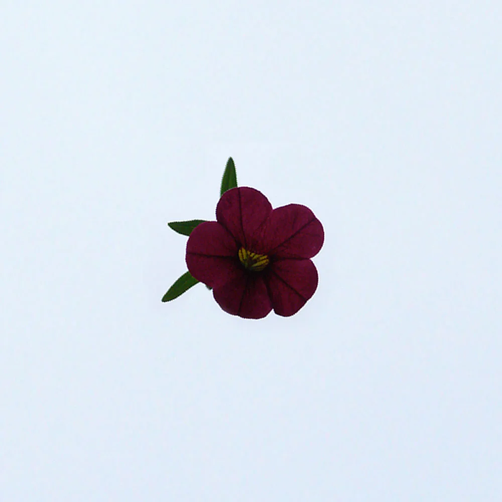 fleur_centre copy.JPG