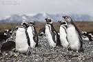 Penguins on the small island off Ushuaia
