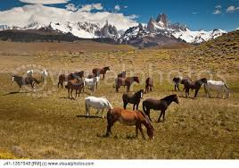 Magestic Patagonia