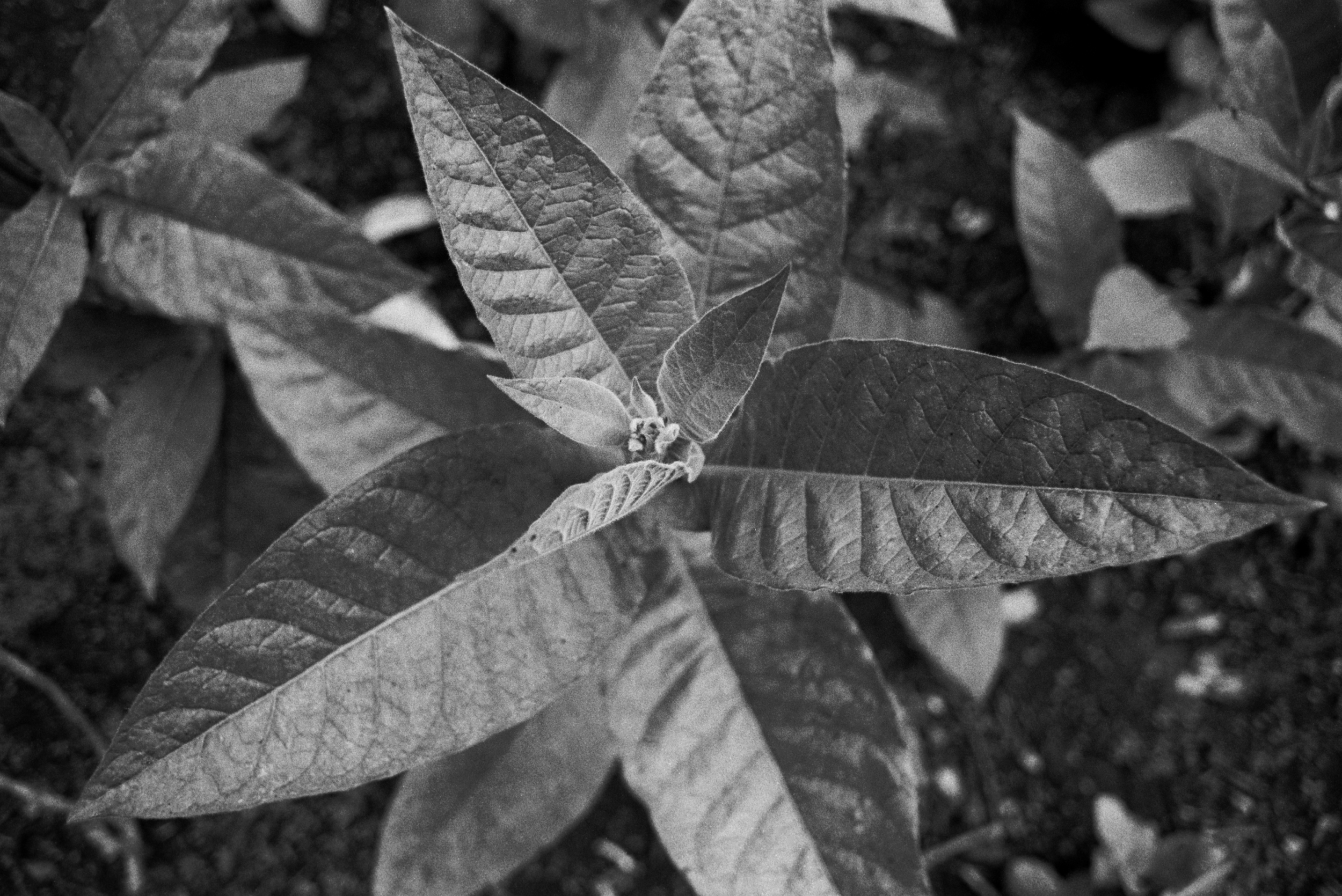  Tobacco leaf, Nicotina Tavacum, which will be used for smoking and medicinal purposes. Mezabok, Chiapas Mexico. 