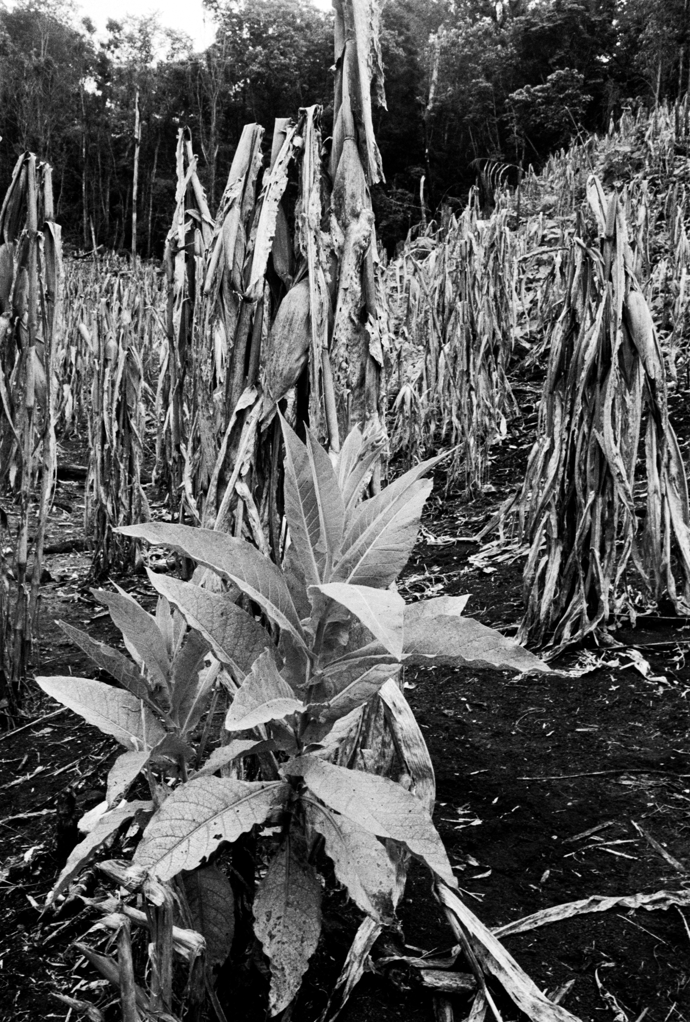  Tobacco growing alongside the trinity crops of maize, squash and beans. Naha, Chiapas, Mexico 