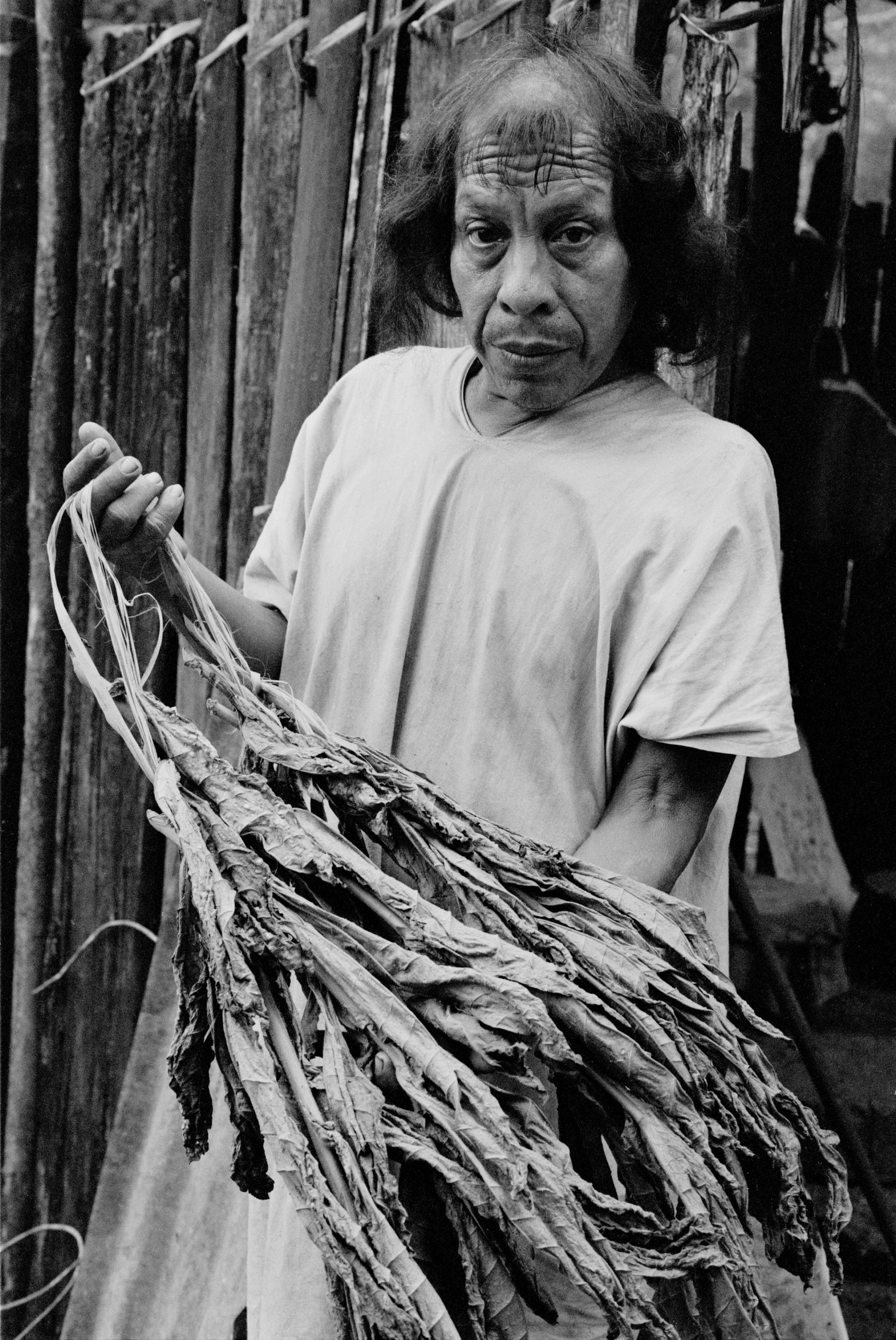  Jose Pepe, in Mezabok, Chiapas Mexico displaying his dried tobacco leaves. He will soak them to make pliable again and roll into the traditional cigars.   