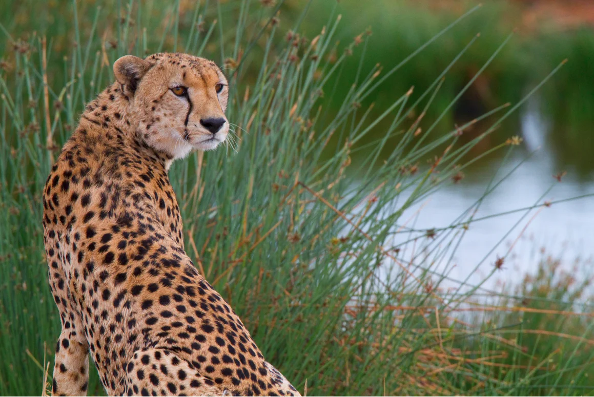 wb-cheet.jpg