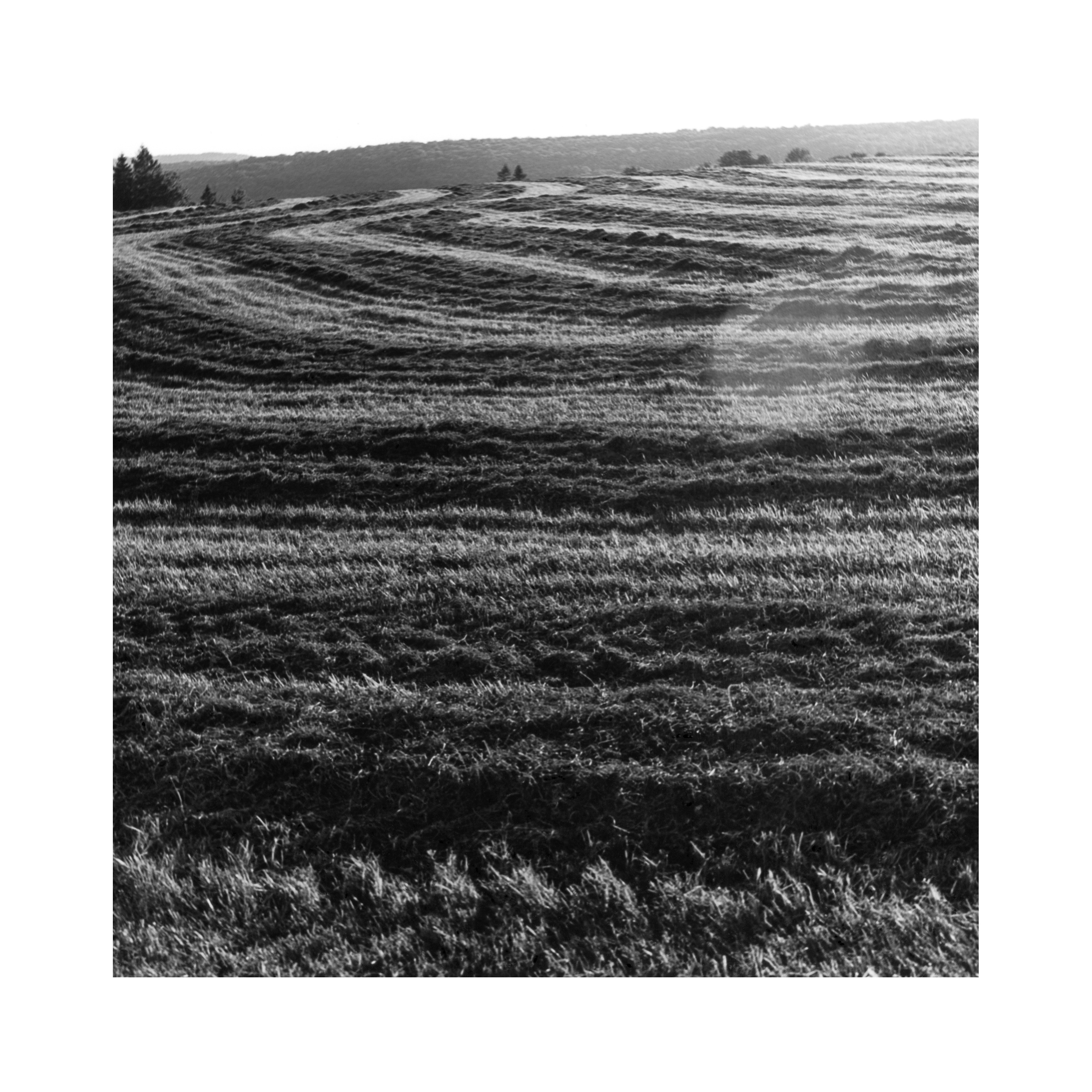 alfalfa pattern2.jpg