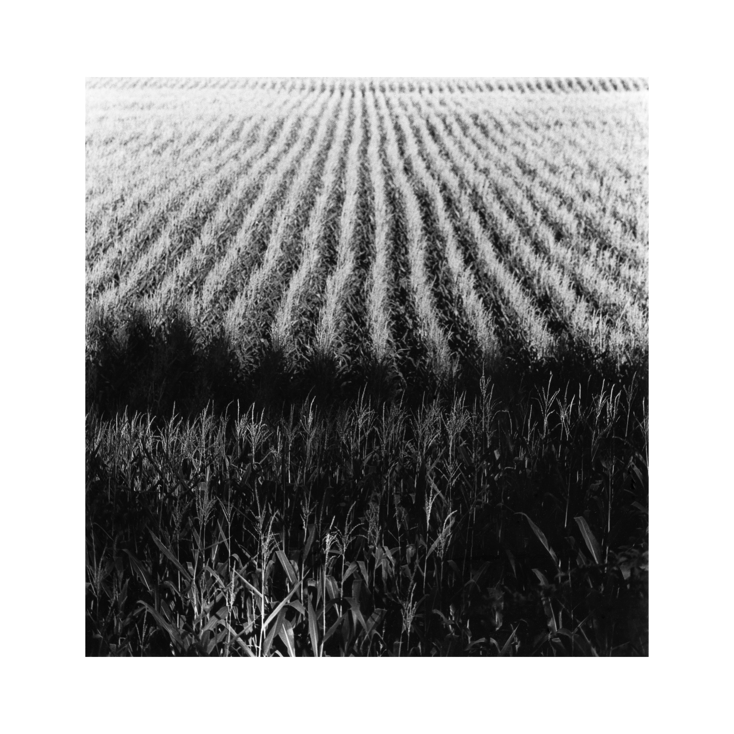 corn field 2.jpg