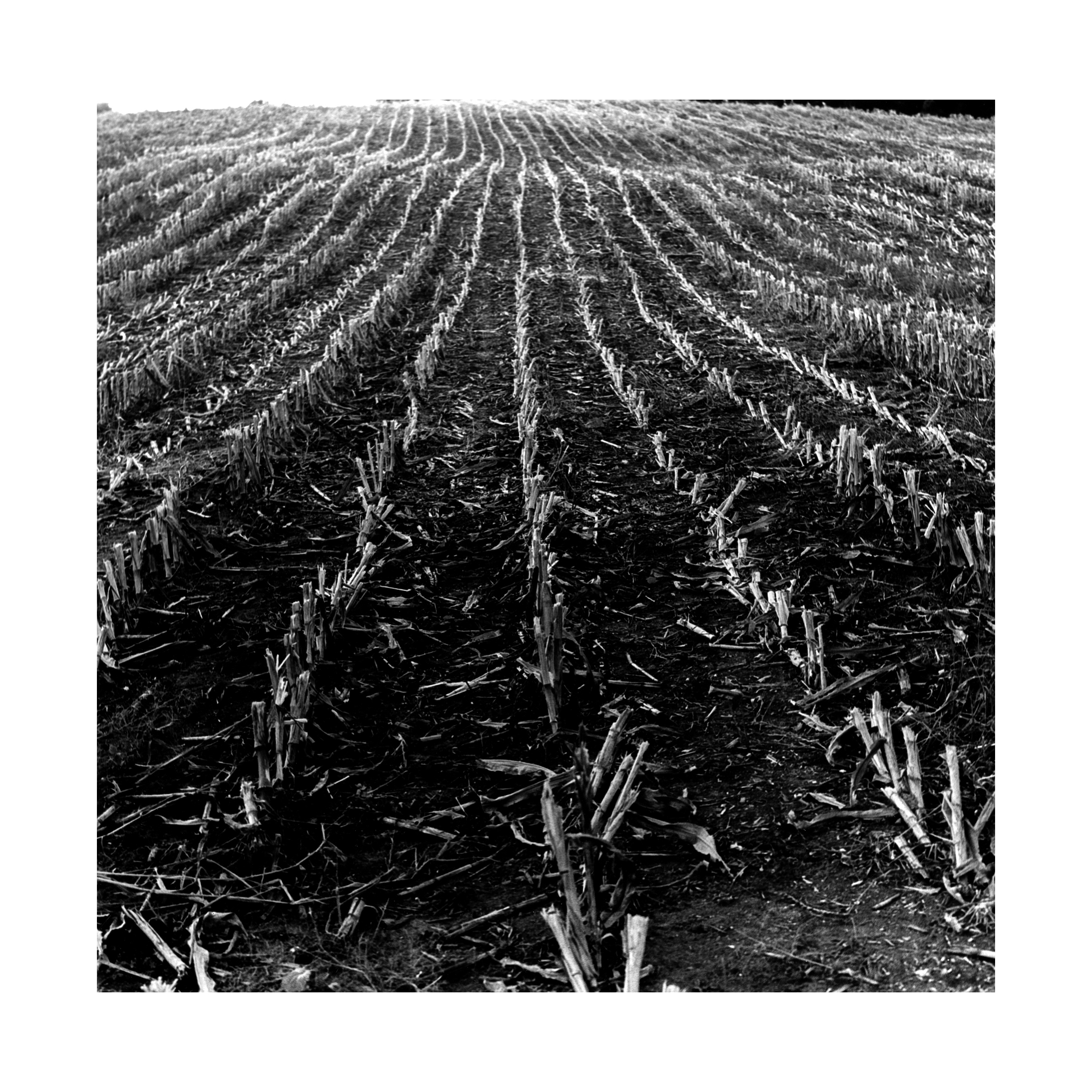 corn harvested.jpg