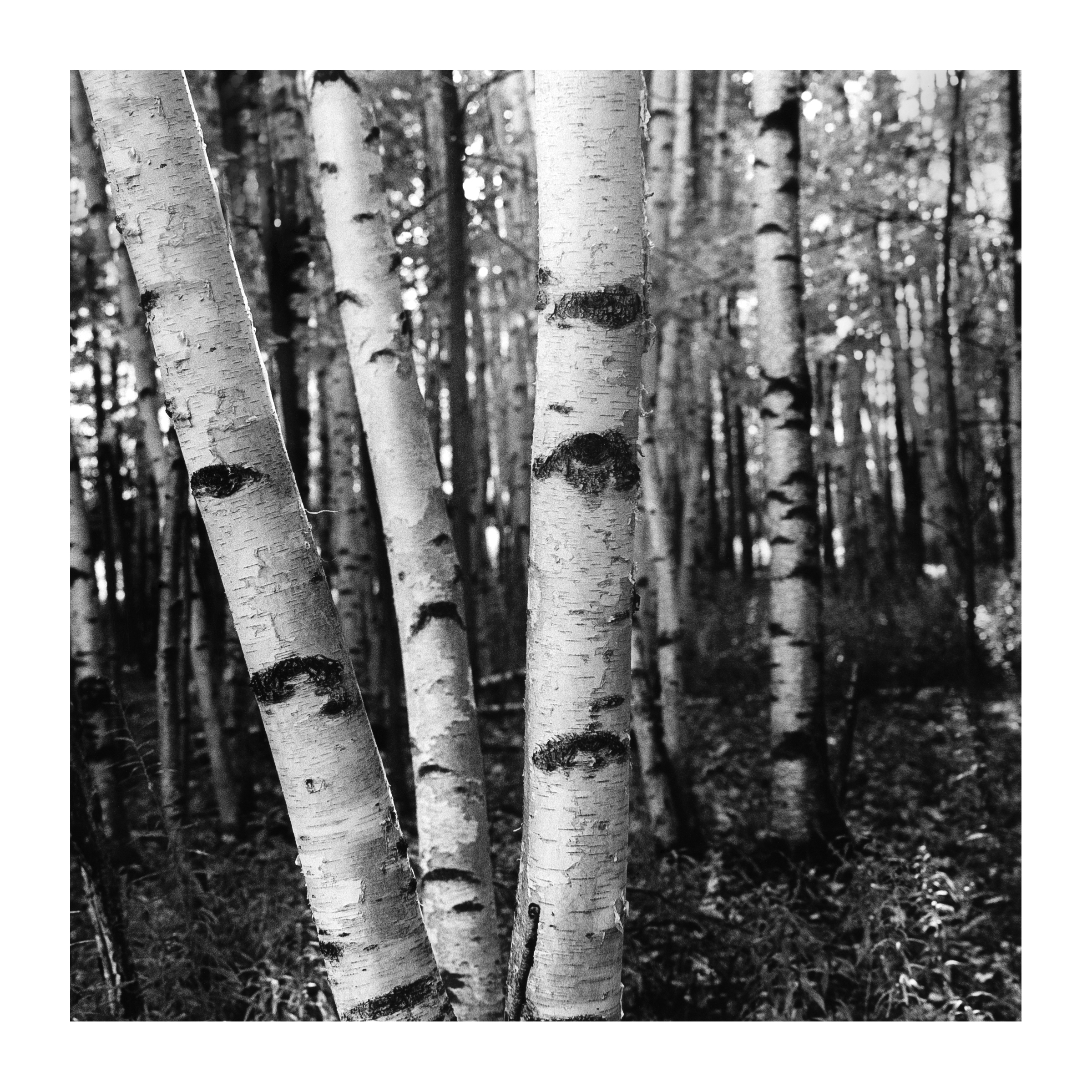 birch 3.jpg