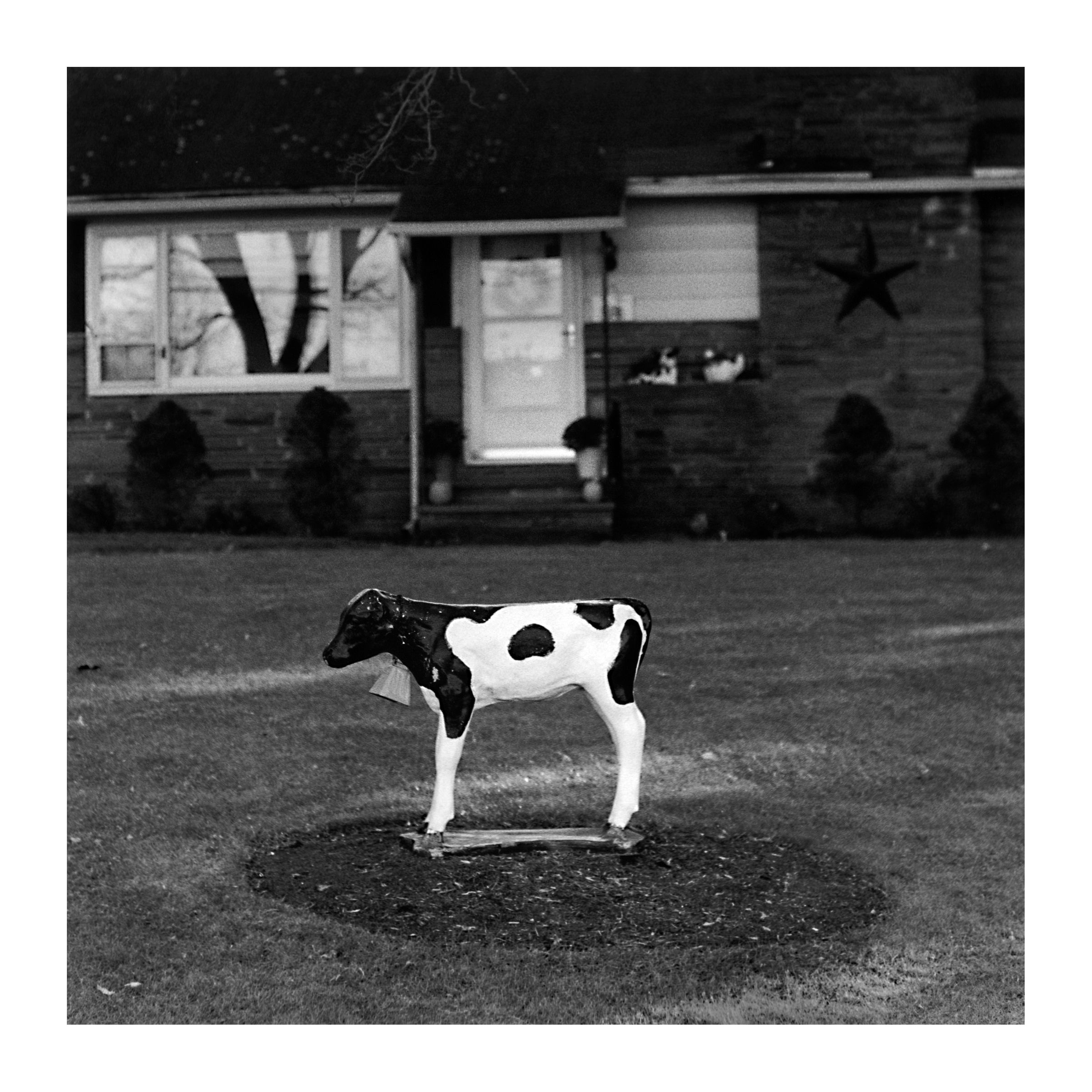 lawn calf.jpg