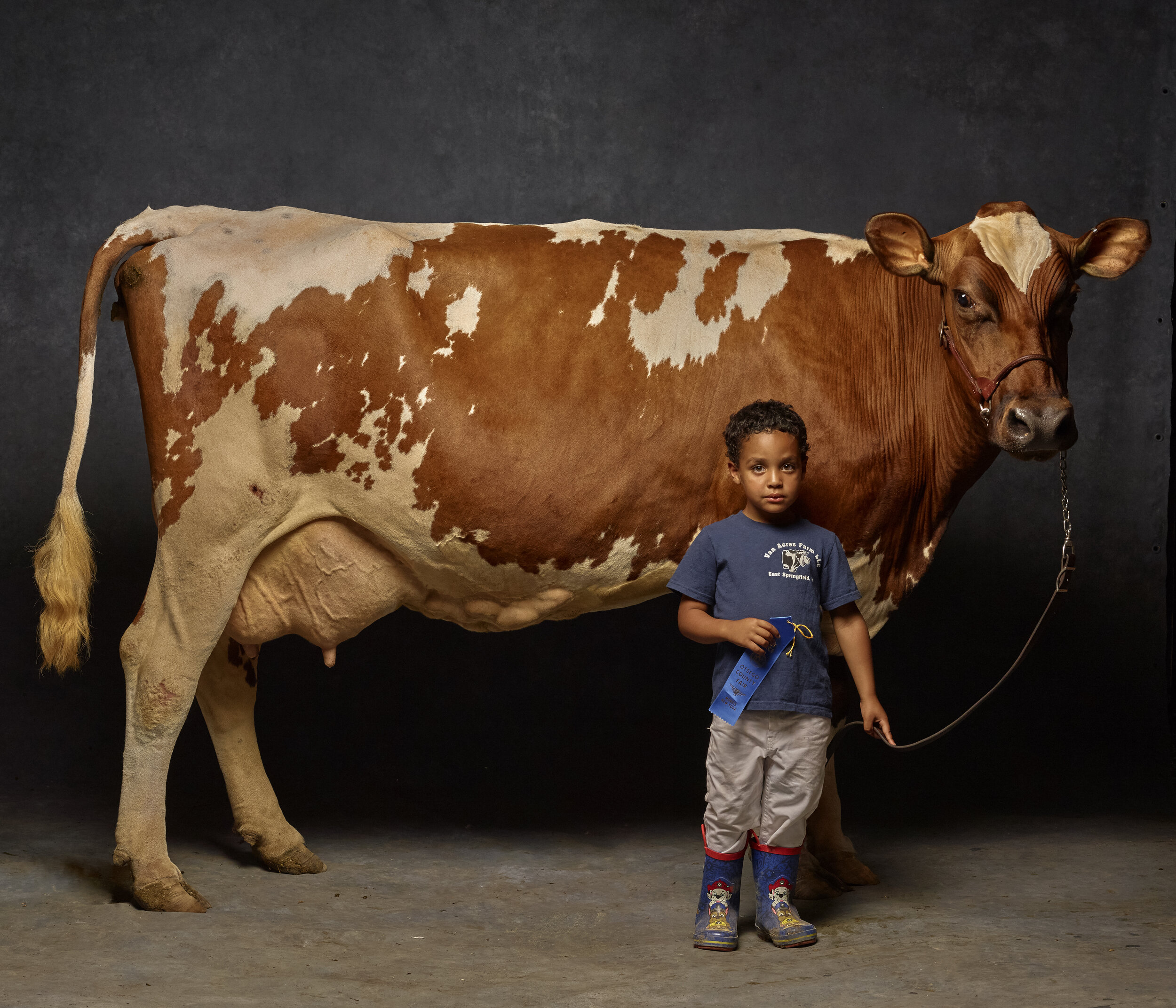  Blue Ribbon Winner, Carter Stanton age 5, Otsego County Fair 2019 Blue Ribbon Ayrshire Cow ,First place for Aged Cow    