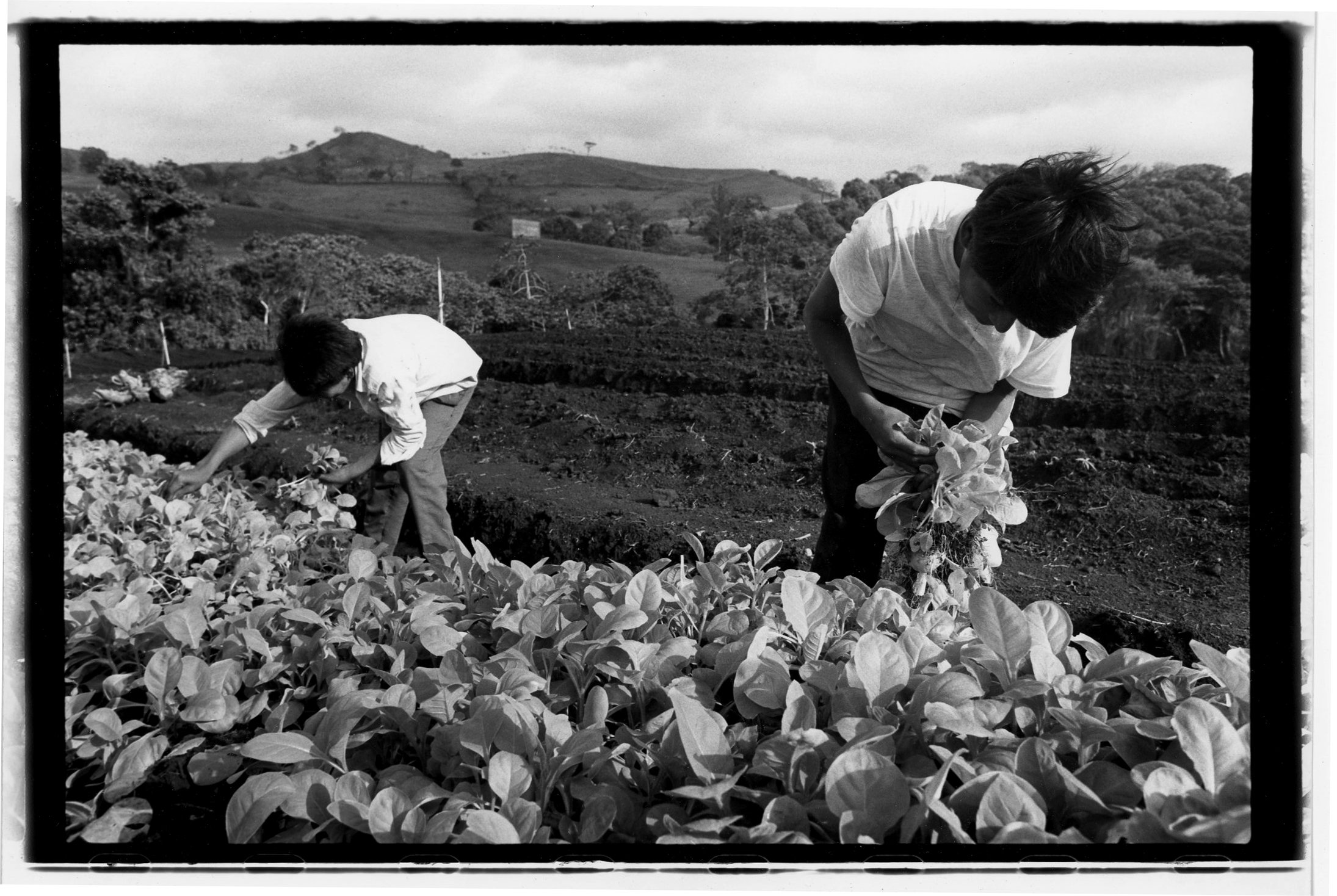  Te-Amo Cigars tobacco transplanting seedlings, San Andres Valley,  Mexico 1997 