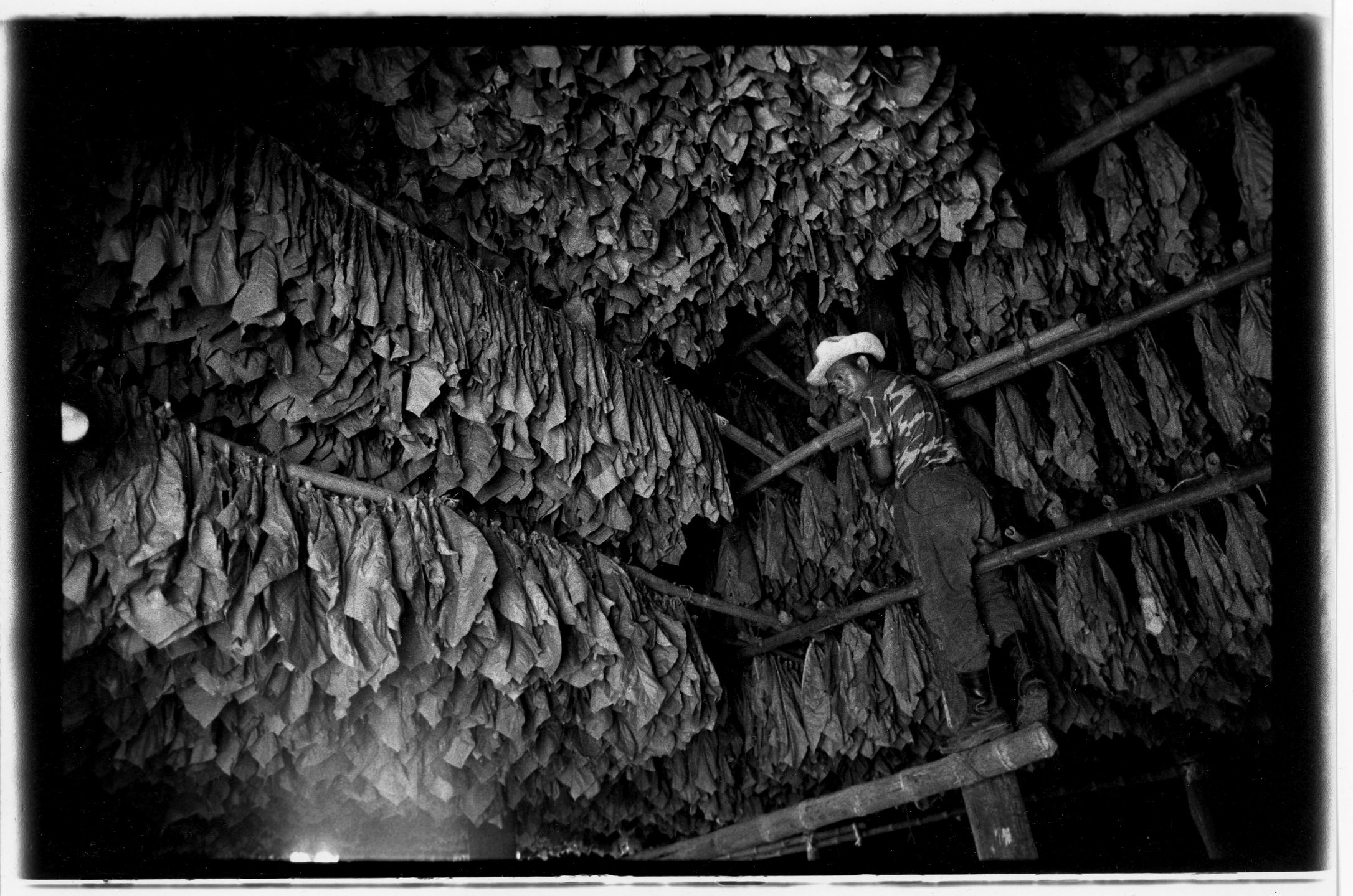  Te-Amo Cigars curing barns, San Andres Valley,  Mexico 1997 