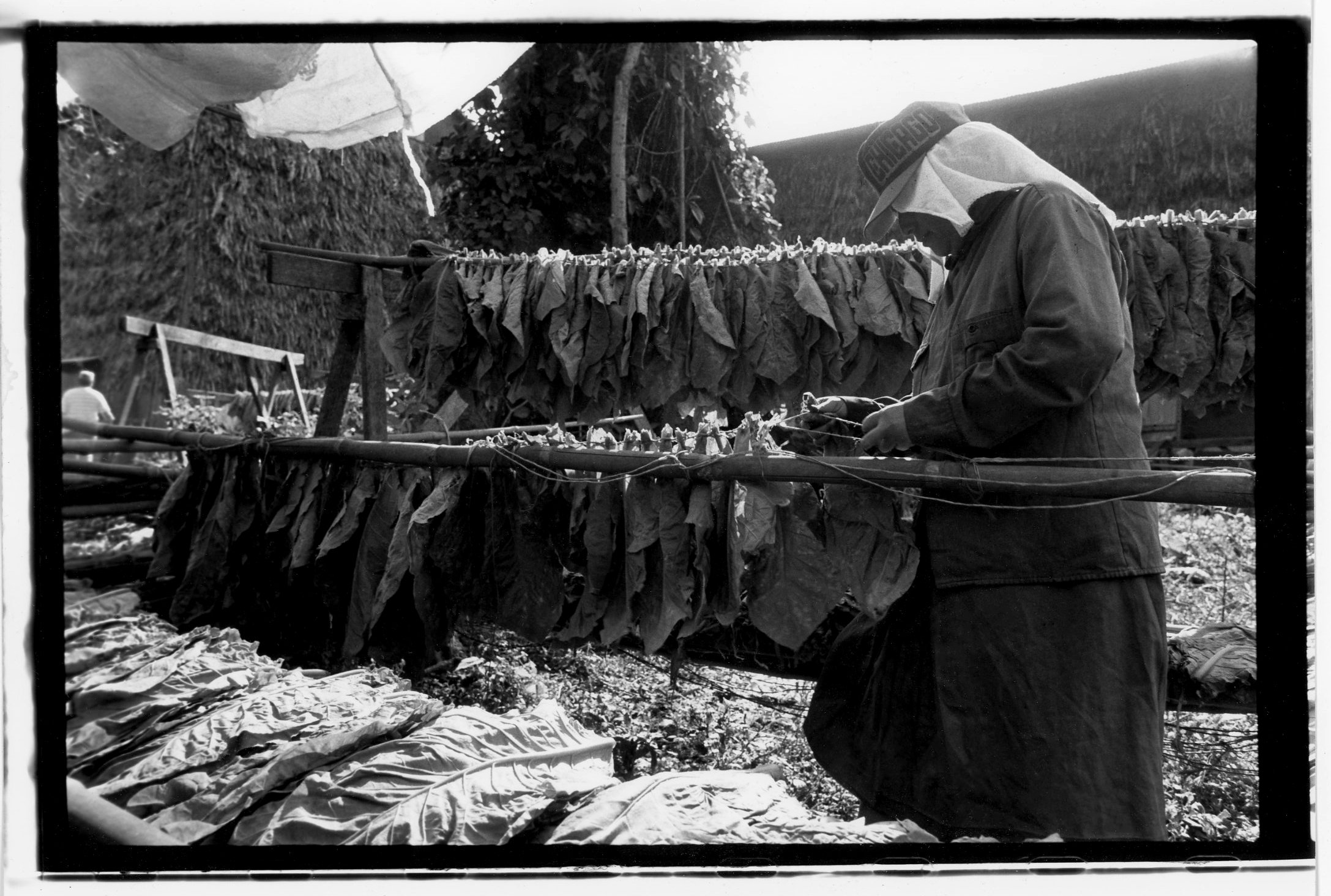  Stringing the hands of tobacco on the poles before hanging in the barns. 