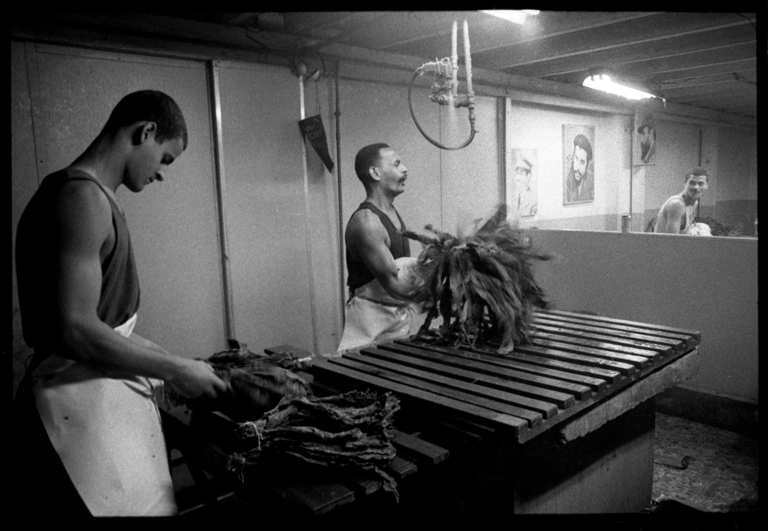  Reconstituting the leaves before rolling.   