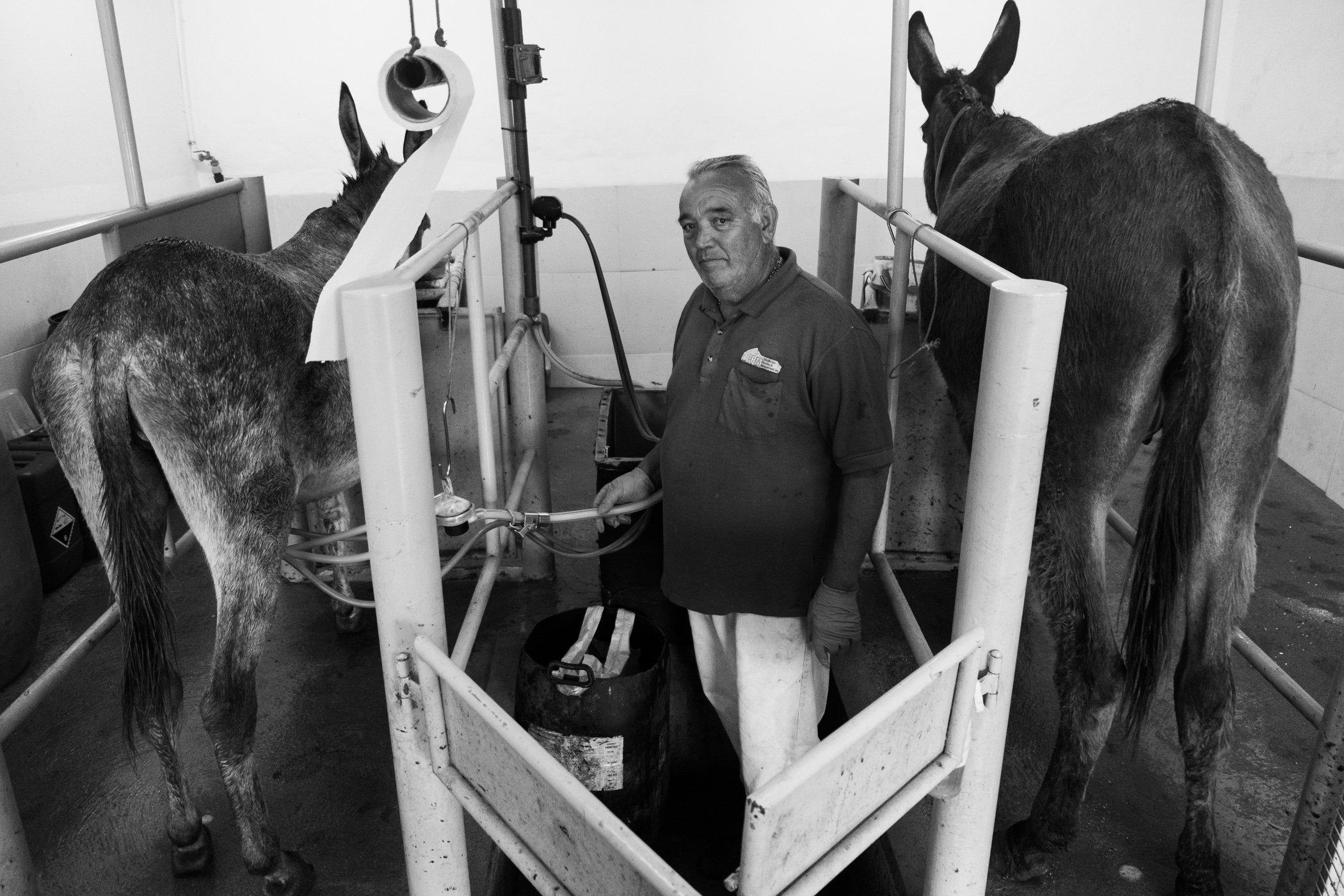 Milking time at Asinus Atlanticus, Donkey Farm/Milk. Terceira, Portugal.
